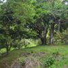  - 42 Acres with Waterfalls, Ocean Views and Multiple Building Sites