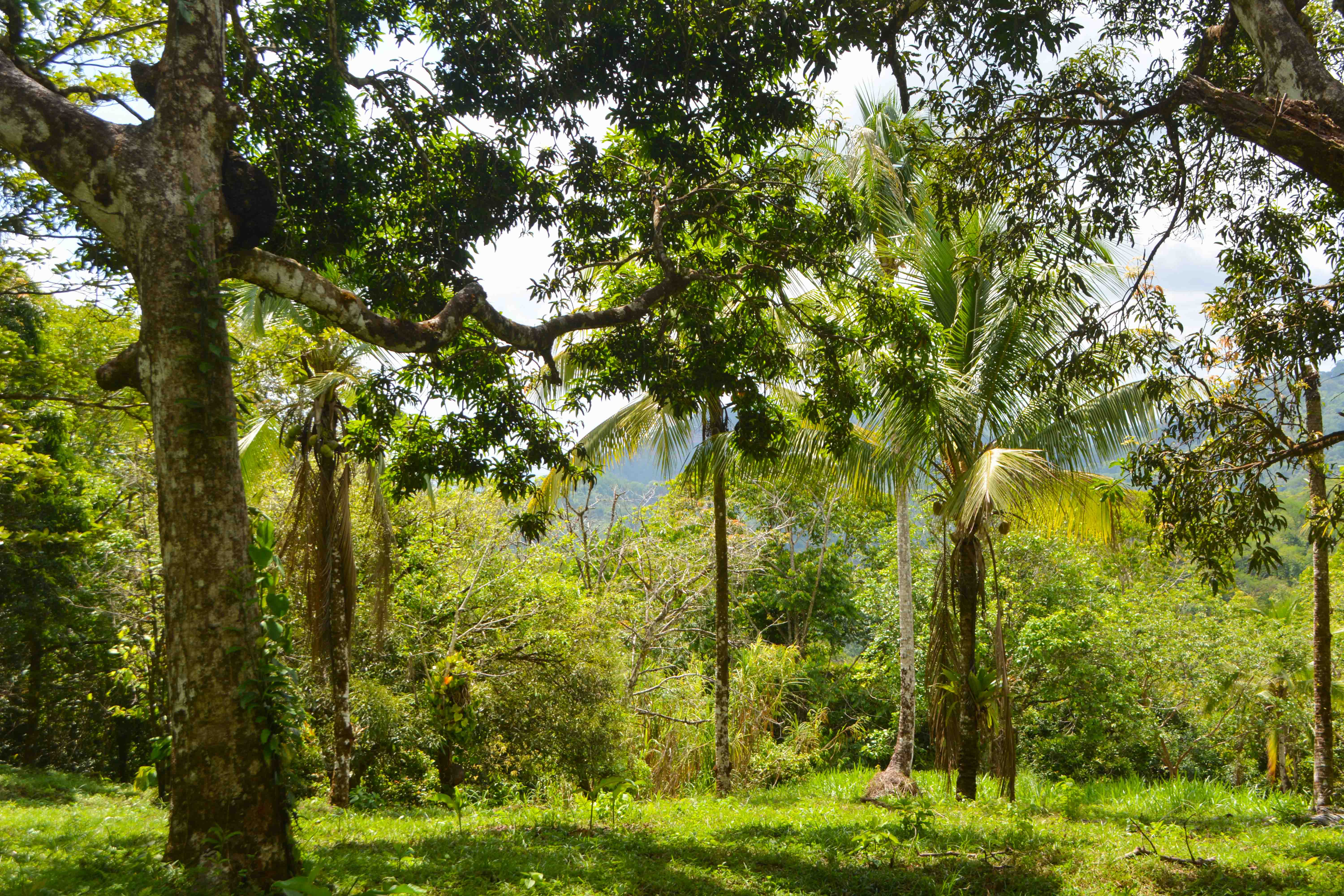 0 bed Land For Sale in Savegre, Puntarenas - thumb 11