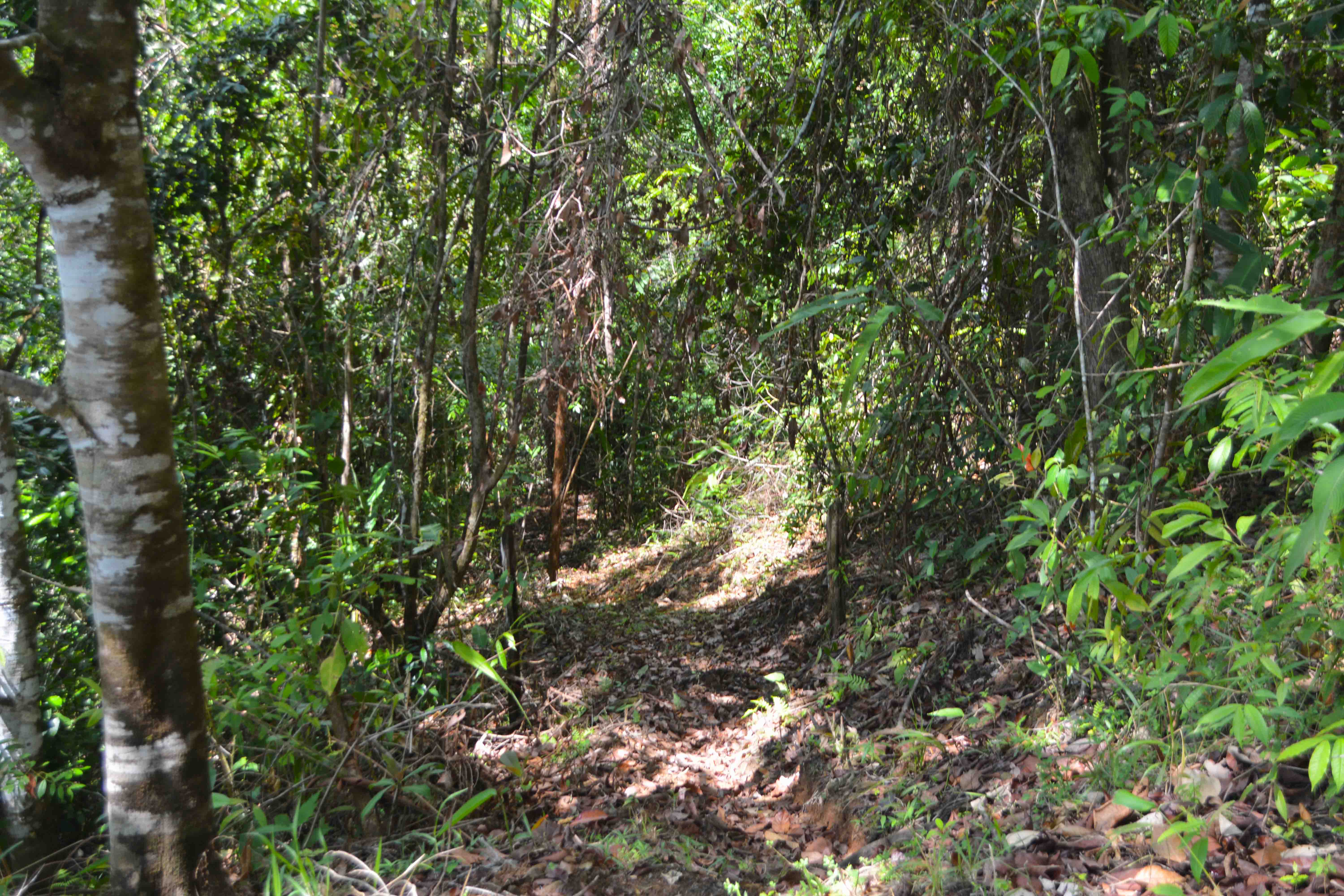 0 bed Land For Sale in Savegre, Puntarenas - thumb 13