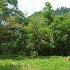  - 42 Acres with Waterfalls, Ocean Views and Multiple Building Sites