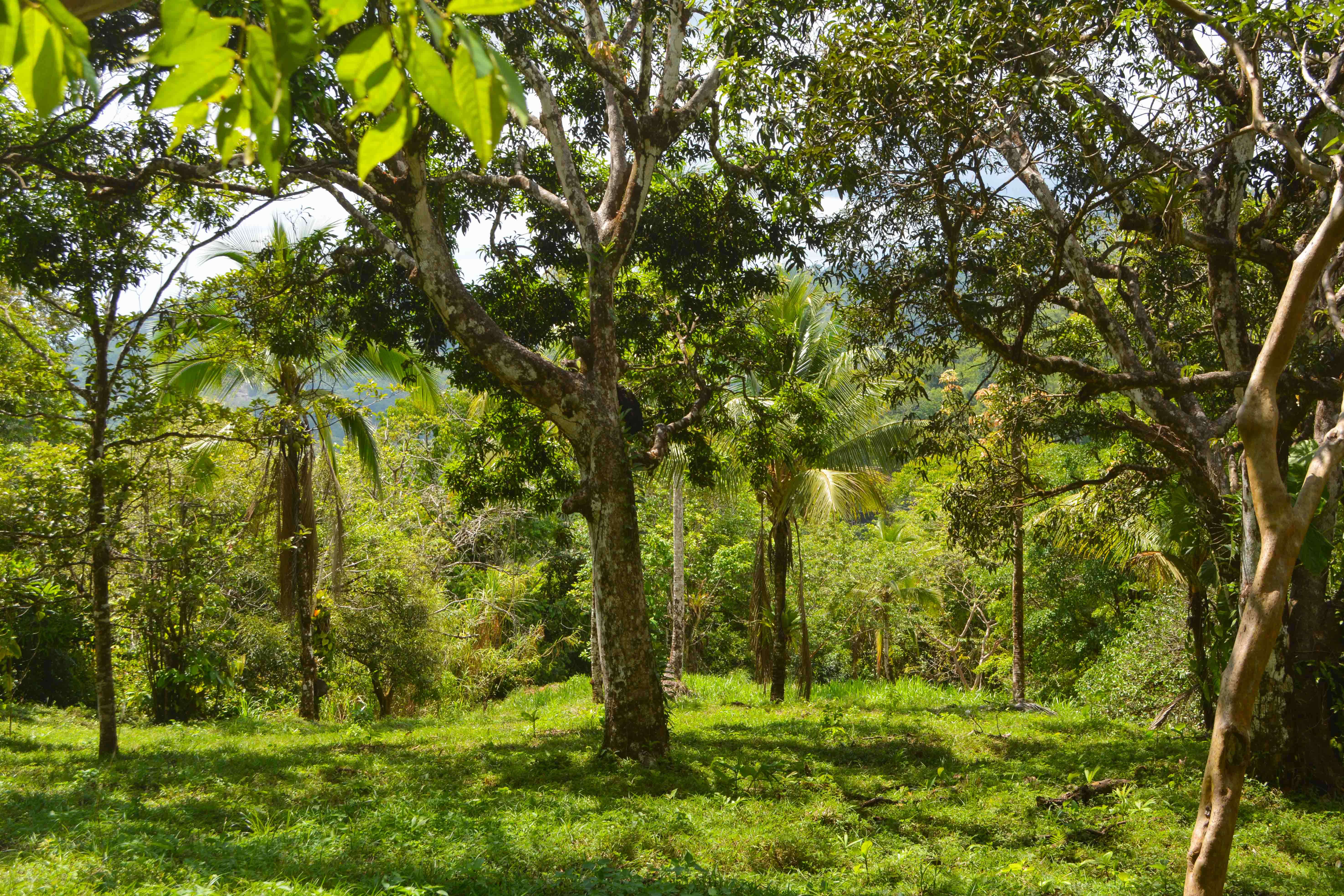 0 bed Land For Sale in Savegre, Puntarenas - thumb 12