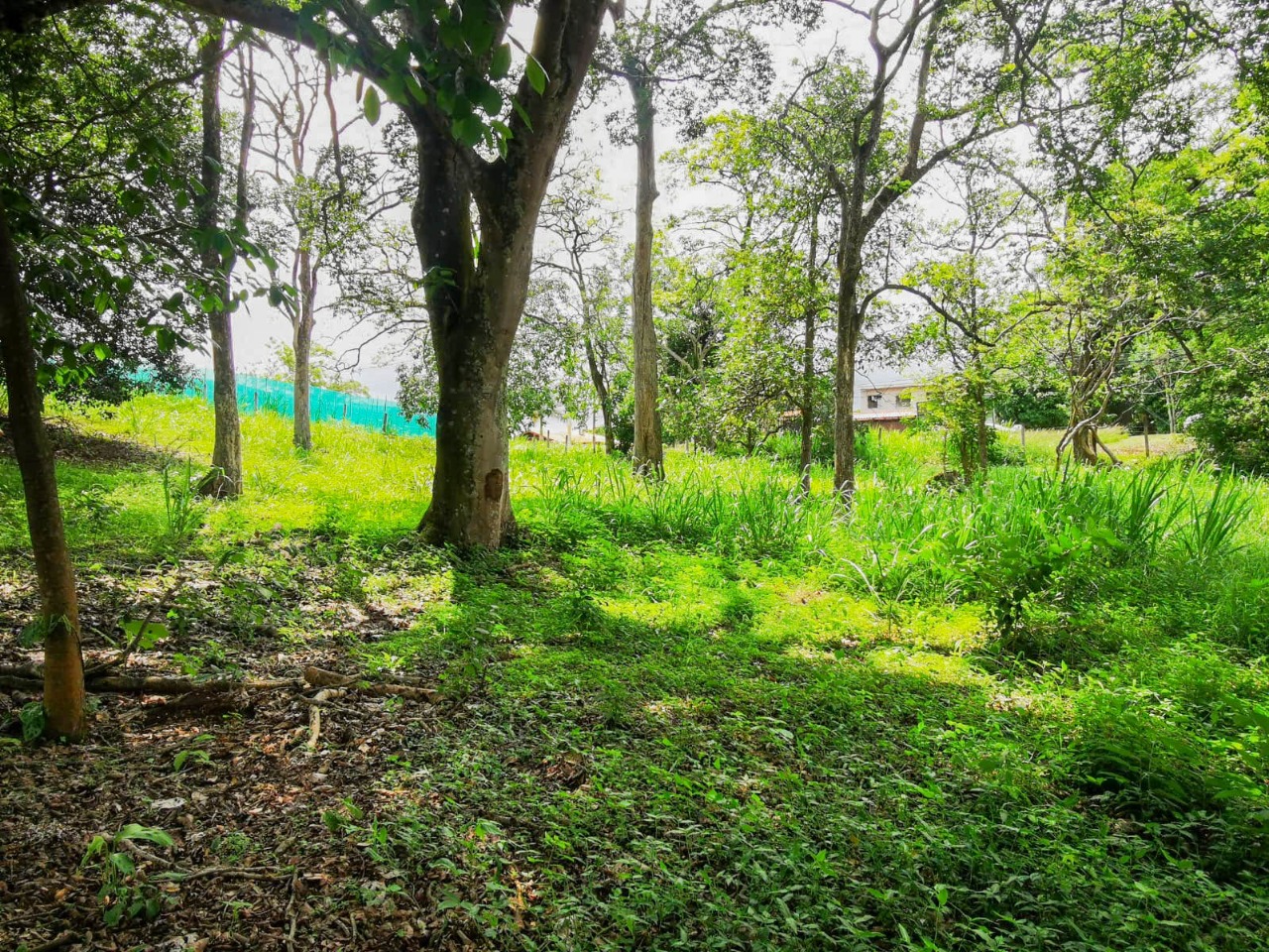 0 bed Land For Sale in La Garita, Alajuela - thumb 4