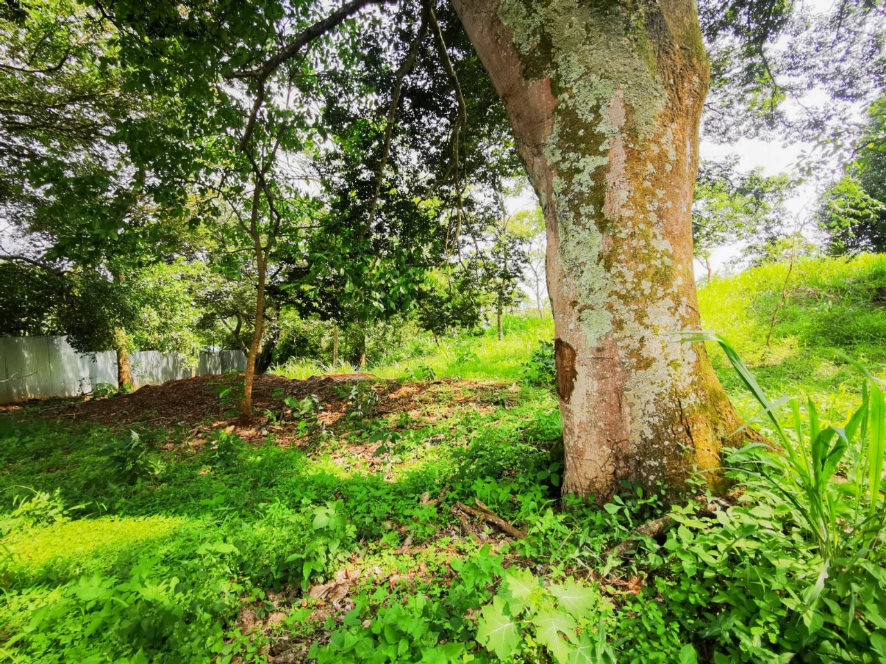 0 bed Land For Sale in La Garita, Alajuela - thumb 5