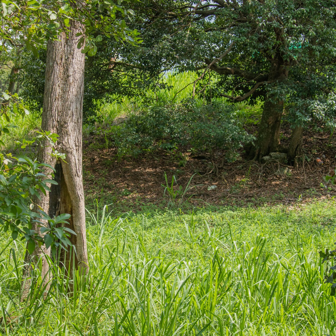 0 bed Land For Sale in La Garita, Alajuela - thumb 3