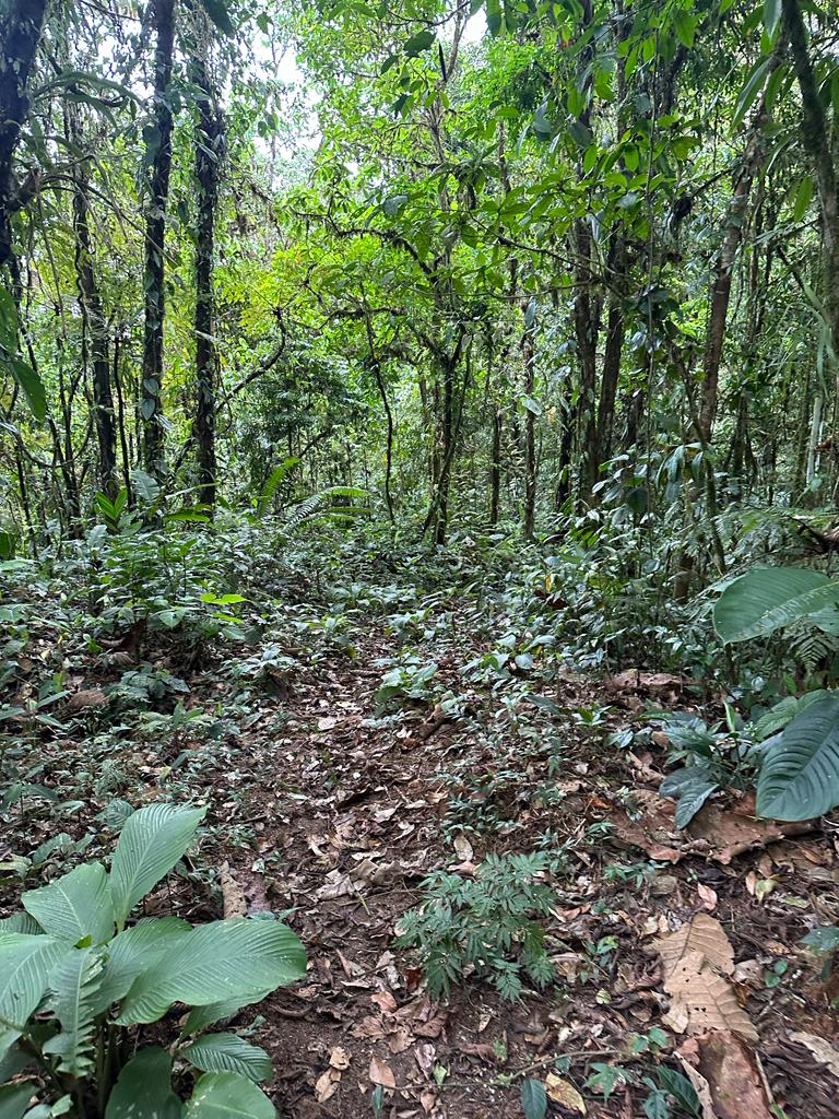 0 bed Land For Sale in Dominical, Puntarenas - thumb 27