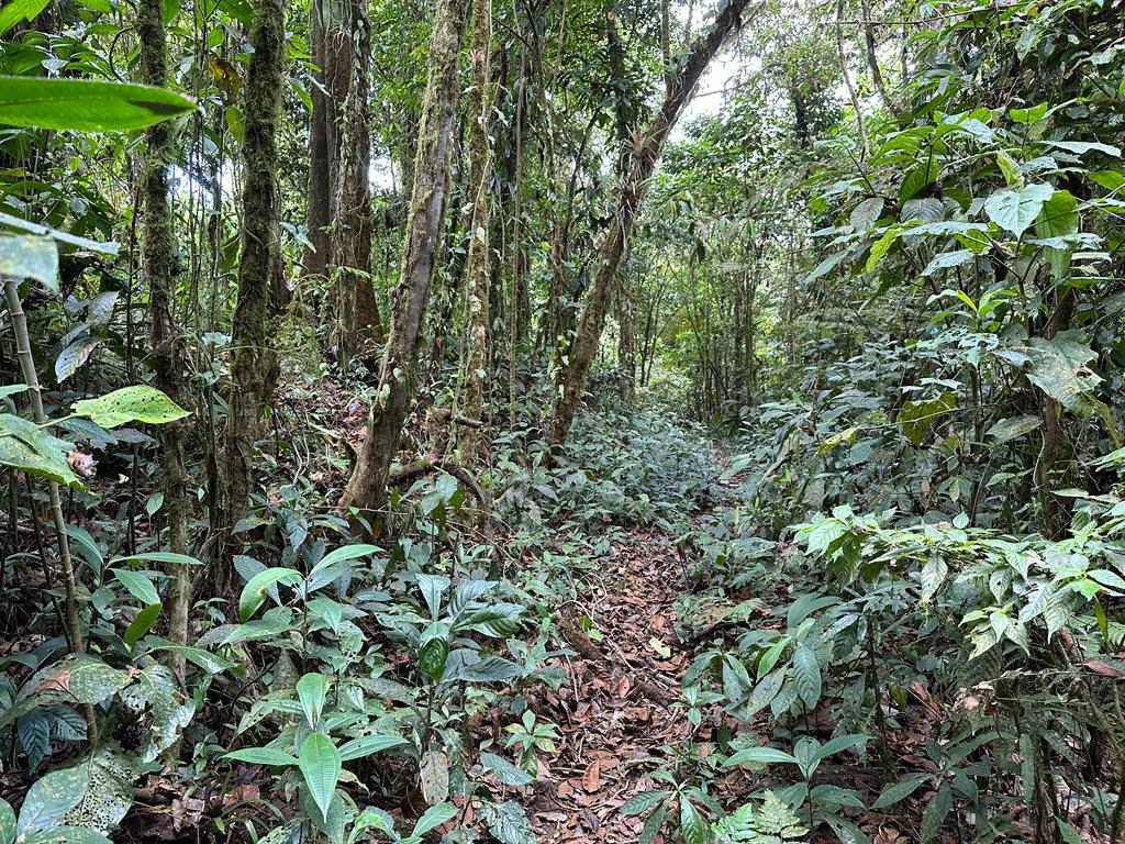 0 bed Land For Sale in Dominical, Puntarenas - thumb 23