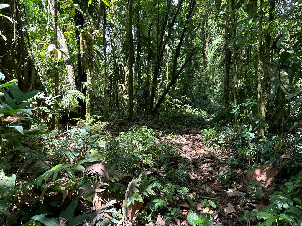 0 bed Land For Sale in Dominical, Puntarenas - thumb 28
