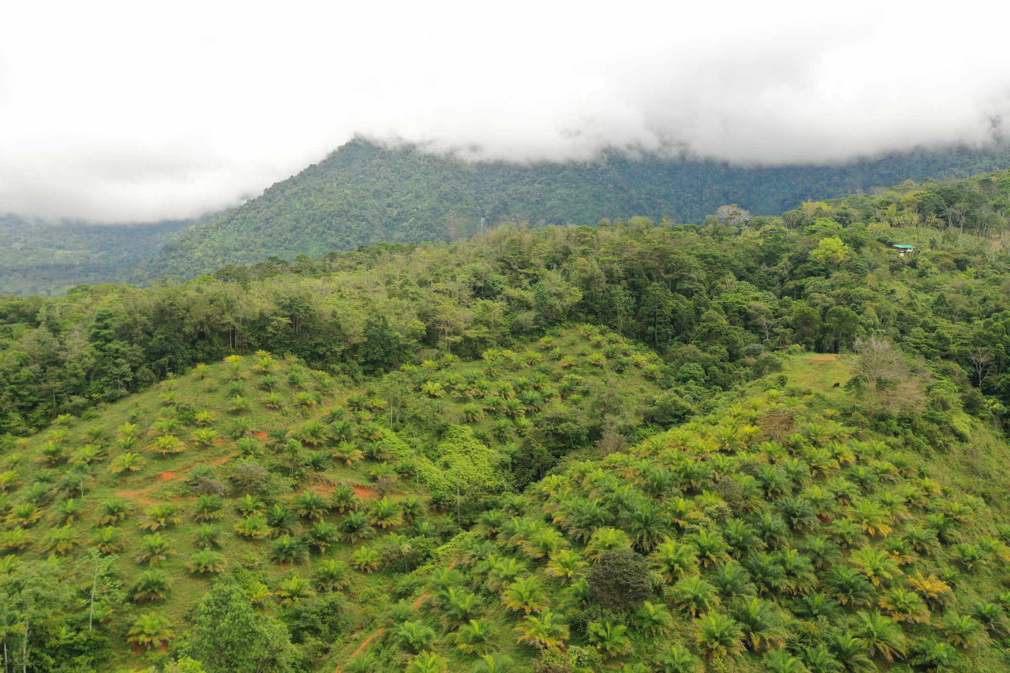 0 bed Land For Sale in Dominical, Puntarenas - thumb 12