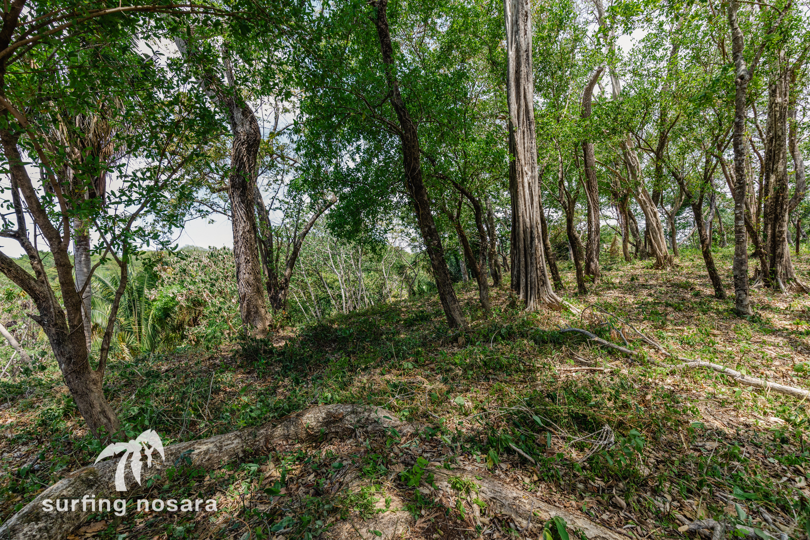 0 bed Land For Sale in Nosara, Guanacaste - thumb 5