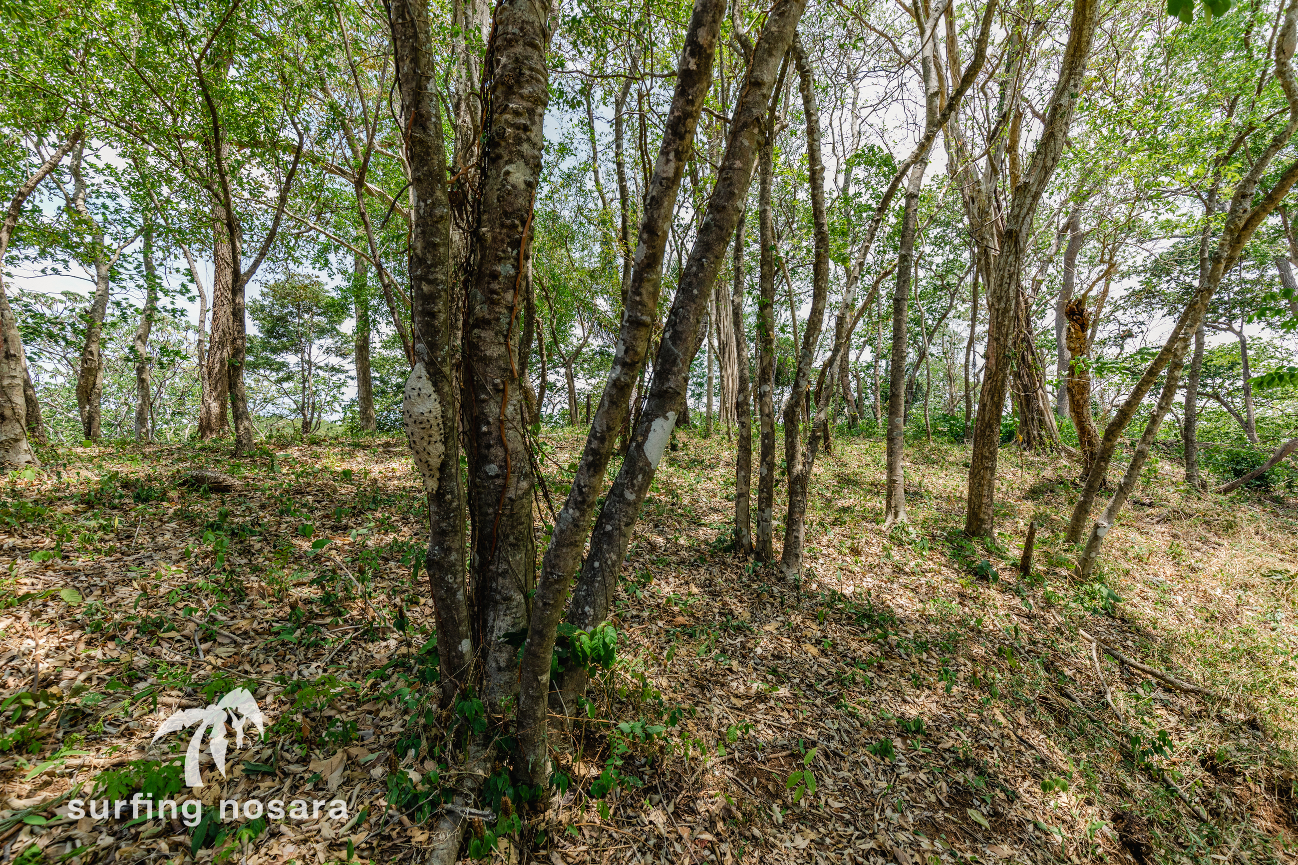 0 bed Land For Sale in Nosara, Guanacaste - thumb 3