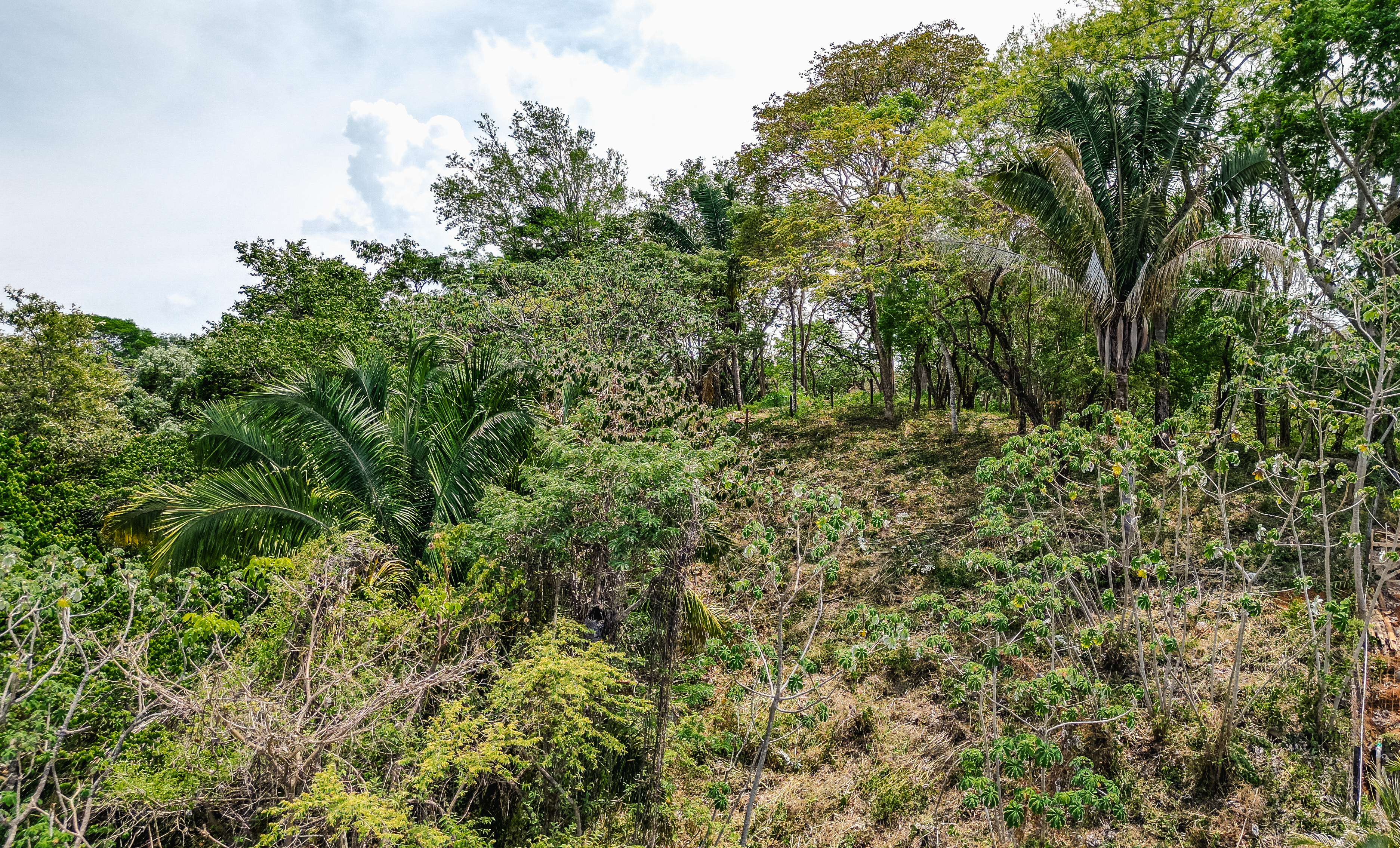 0 bed Land For Sale in Nosara, Guanacaste - thumb 2
