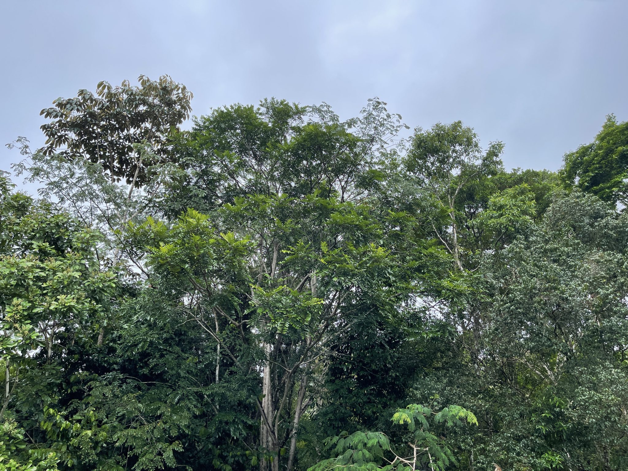 0 bed Land For Sale in Dominical, Puntarenas - thumb 9