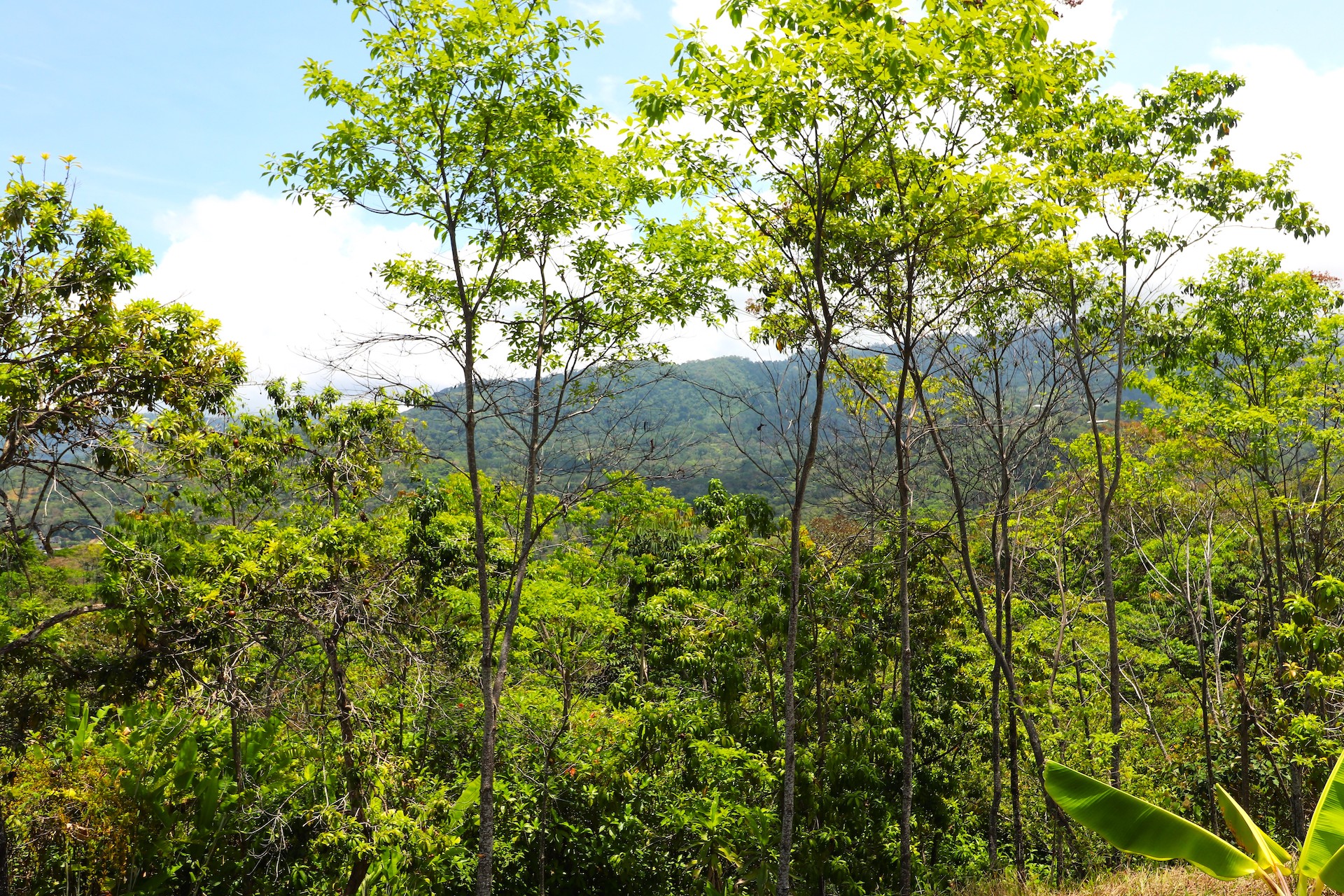 4 bed Land For Sale in Uvita, Puntarenas - thumb 17