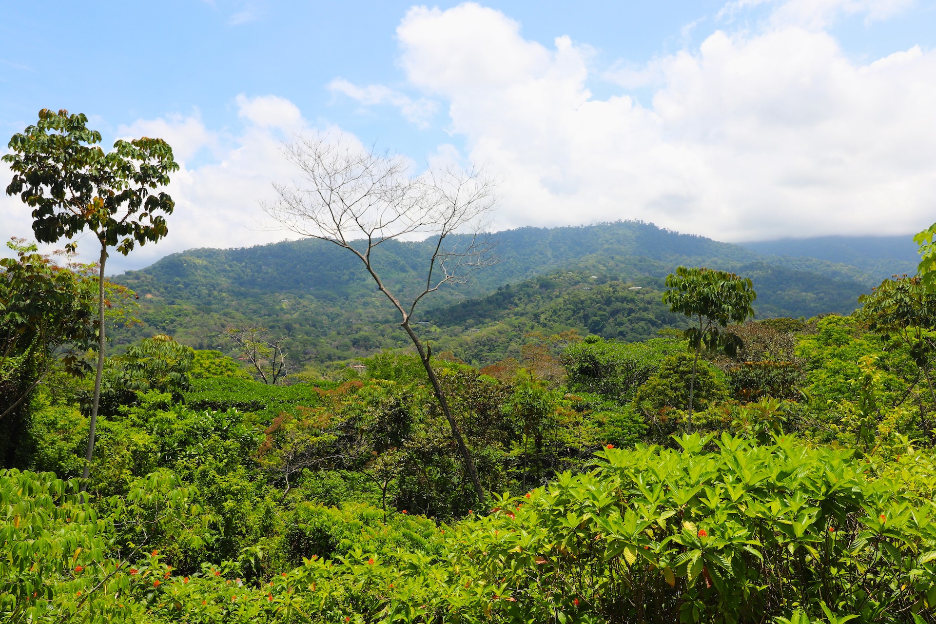 4 bed Land For Sale in Uvita, Puntarenas - thumb 8