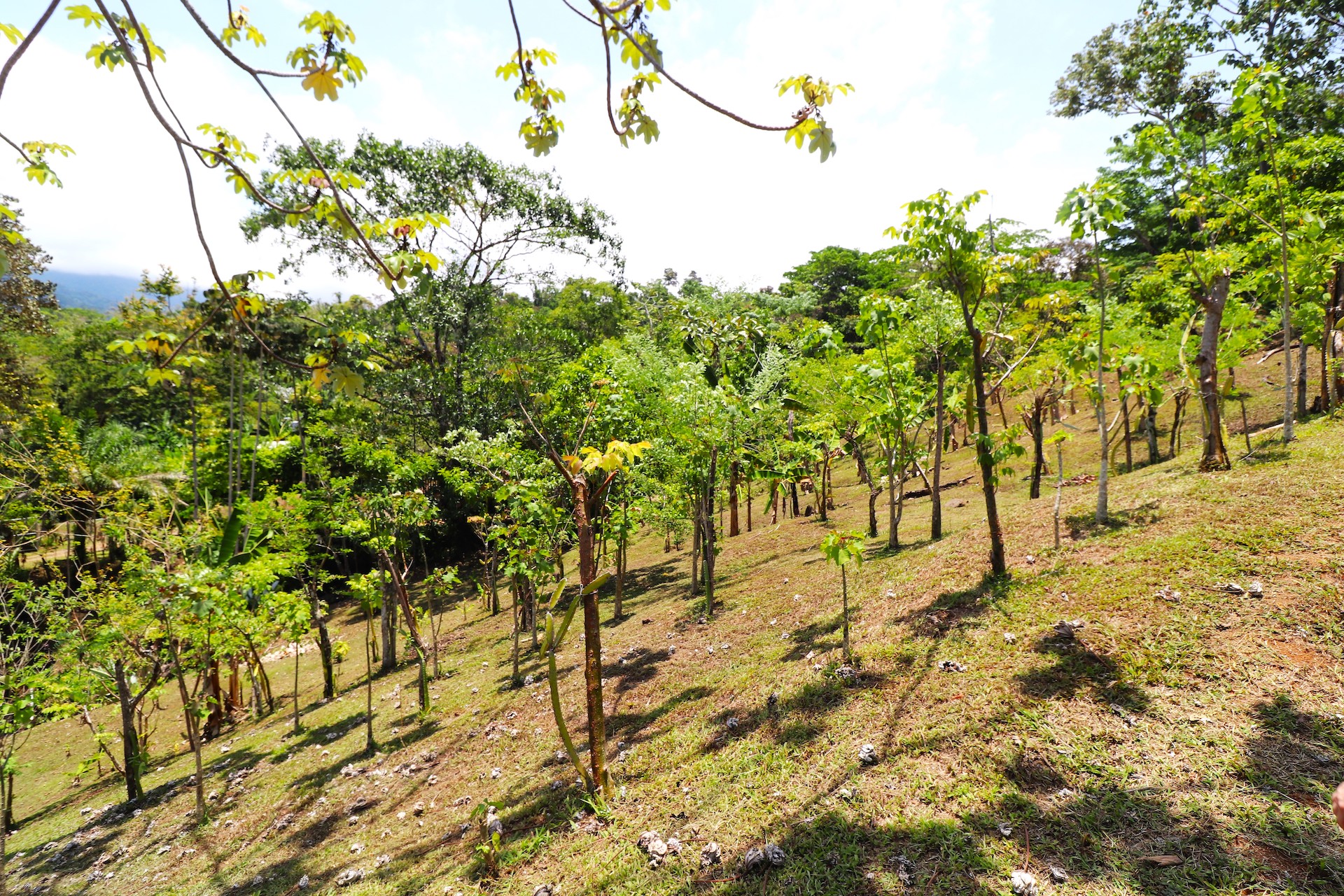 4 bed Land For Sale in Uvita, Puntarenas - thumb 14