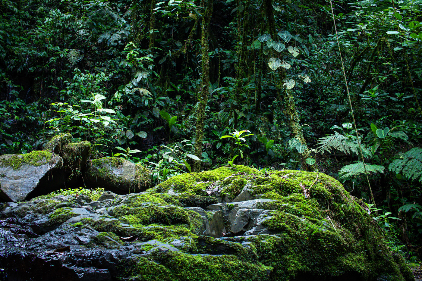 3 bed Single Family Homes For Sale in Perez Zeledon, San Jose - thumb 11