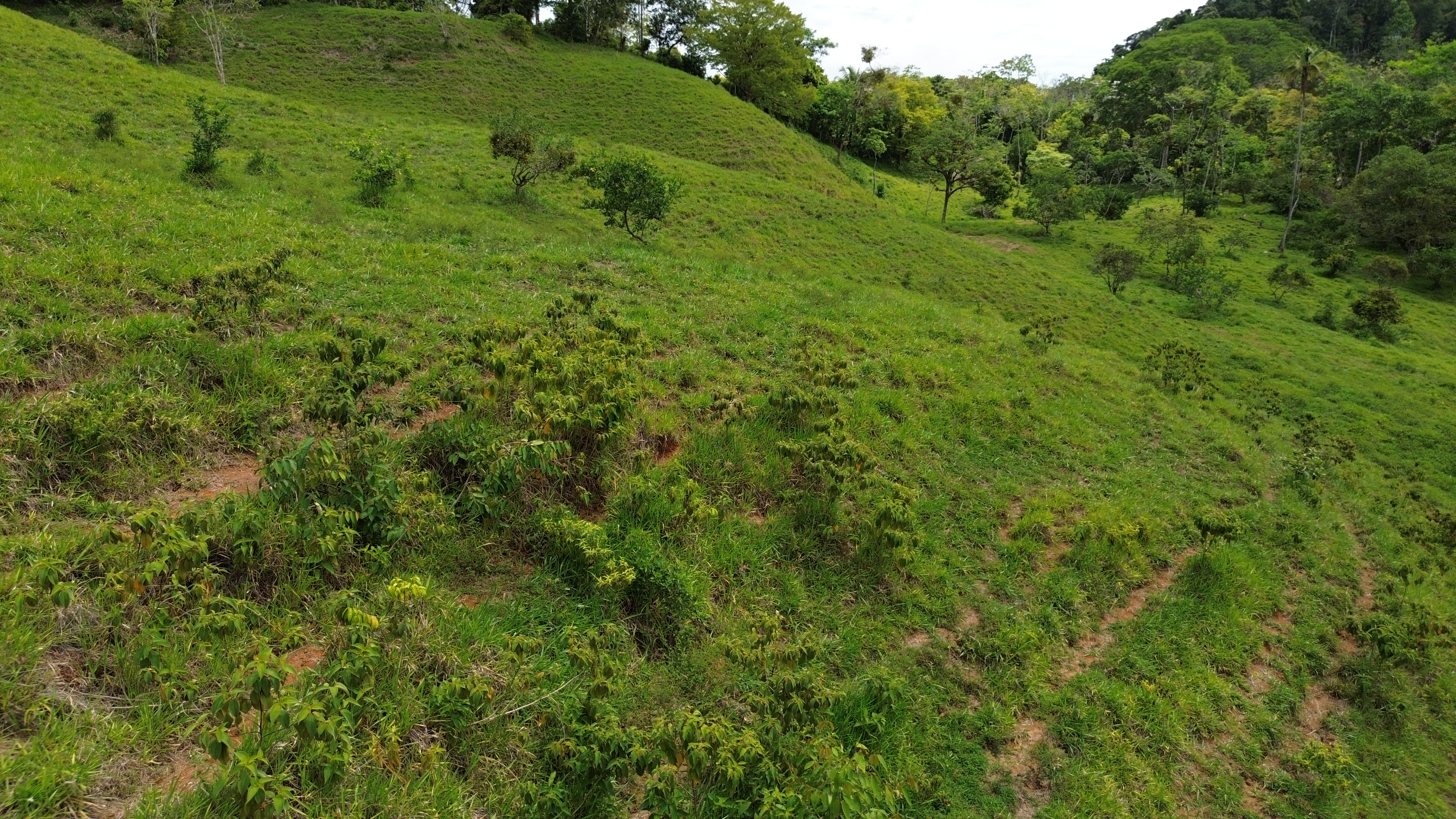 0 bed Land For Sale in Perez Zeledon, San Jose - thumb 7