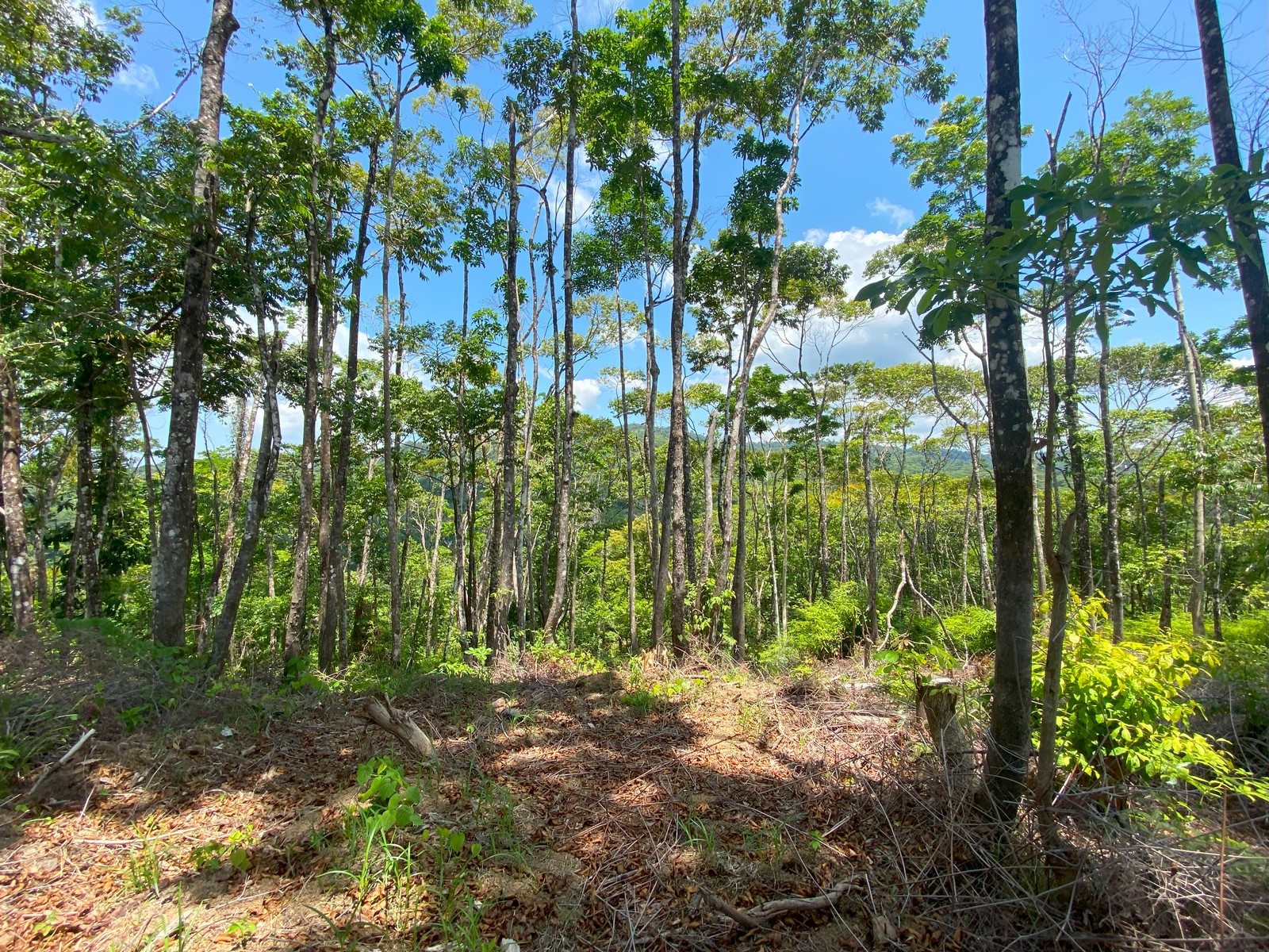 0 bed Land For Sale in Golfito, Puntarenas - thumb 20