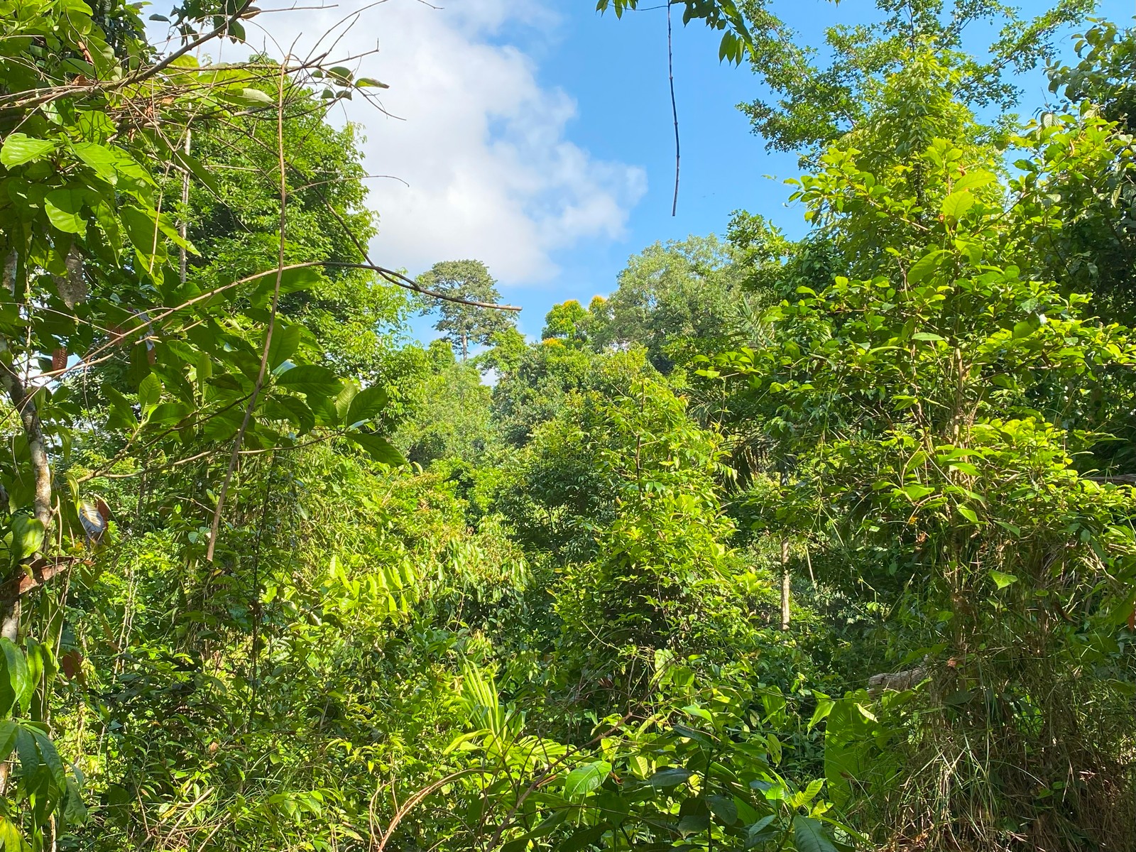 0 bed Land For Sale in Golfito, Puntarenas - thumb 8