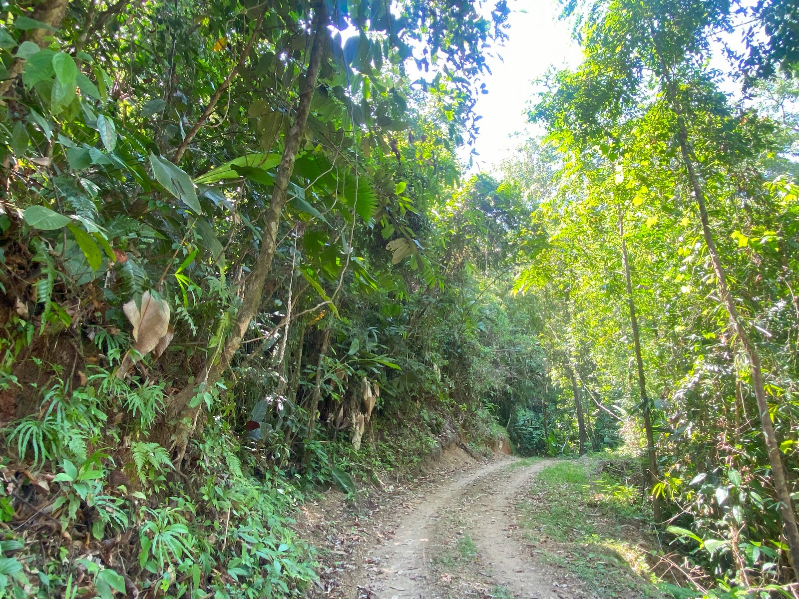 0 bed Land For Sale in Golfito, Puntarenas - thumb 21