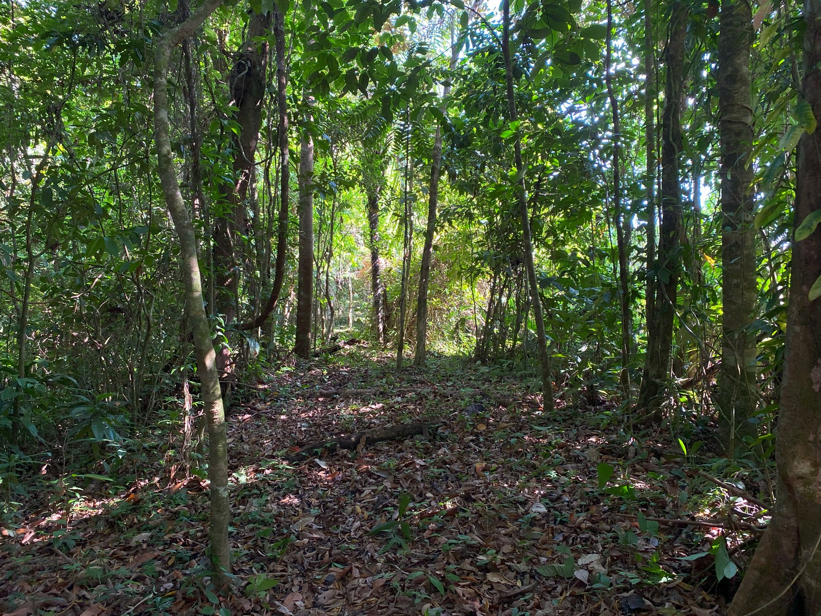 0 bed Land For Sale in Golfito, Puntarenas - thumb 15