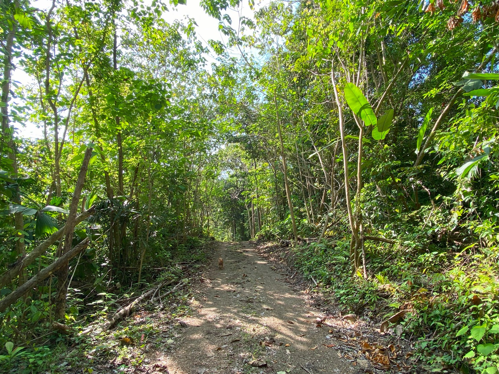 0 bed Land For Sale in Golfito, Puntarenas - thumb 13