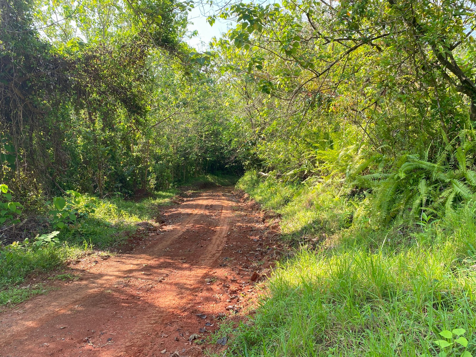 0 bed Land For Sale in Golfito, Puntarenas - thumb 12