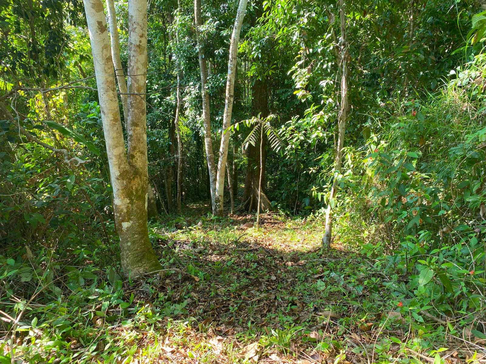 0 bed Land For Sale in Golfito, Puntarenas - thumb 14