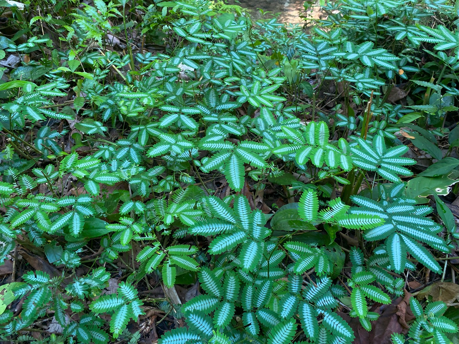 0 bed Land For Sale in Golfito, Puntarenas - thumb 18