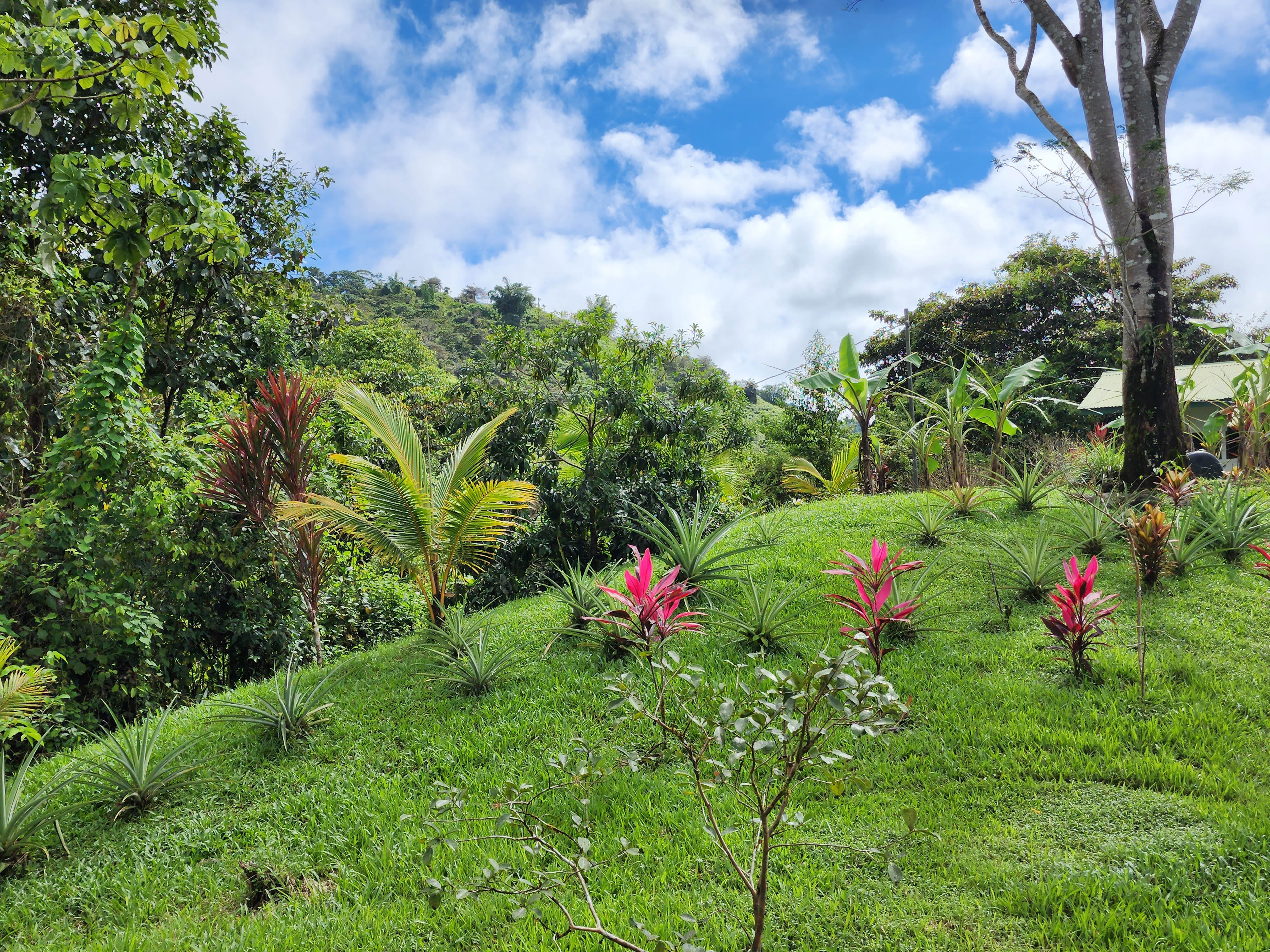 1 bed Single Family Homes For Sale in Dominical, Puntarenas - thumb 14