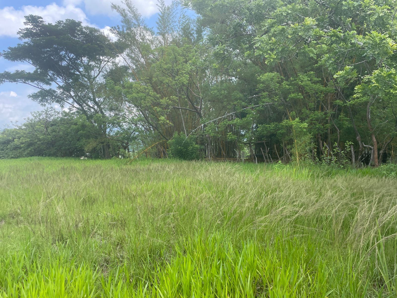 0 bed Land For Sale in Atenas, Alajuela - thumb 10