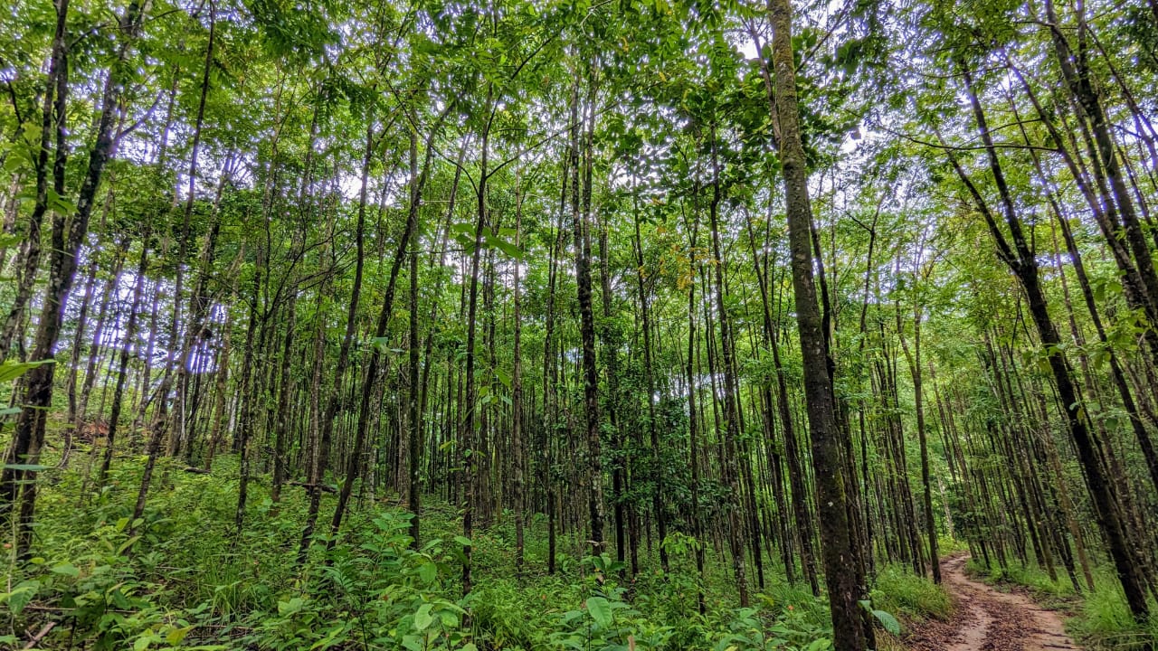 0 bed Land For Sale in Perez Zeledon, San Jose - thumb 6