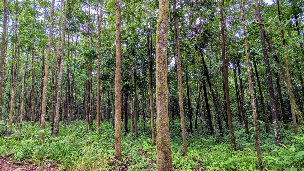 0 bed Land For Sale in Perez Zeledon, San Jose - thumb 5