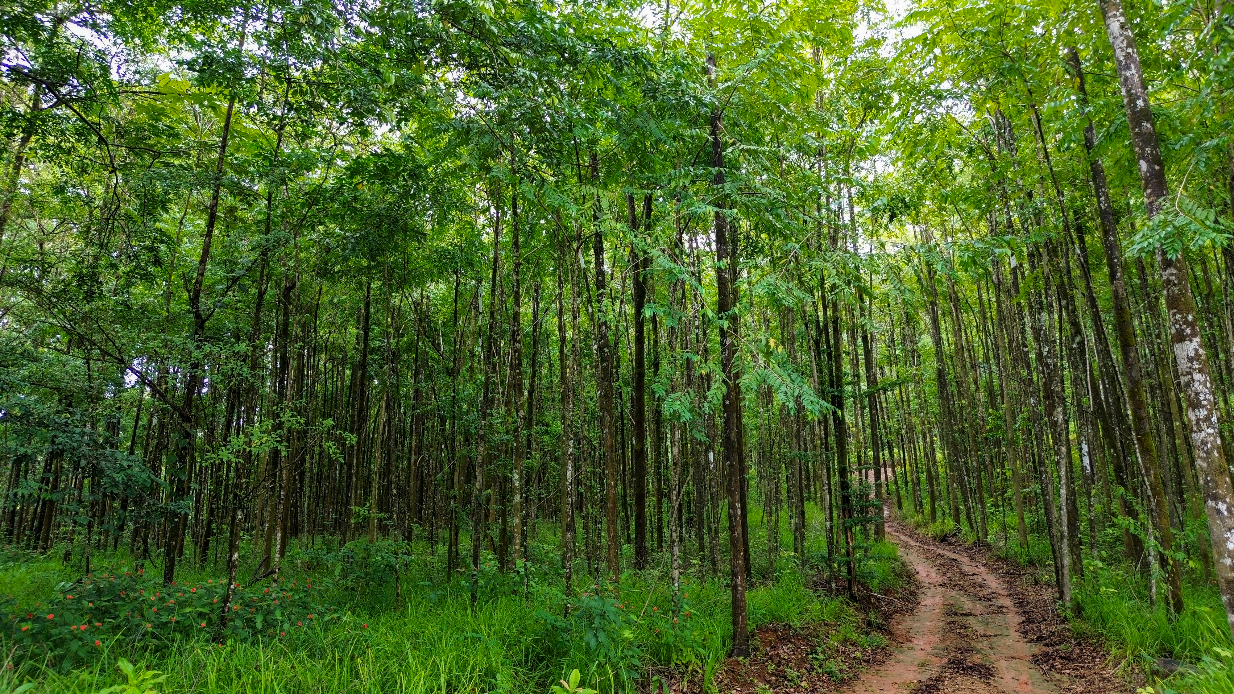 0 bed Land For Sale in Perez Zeledon, San Jose - thumb 1