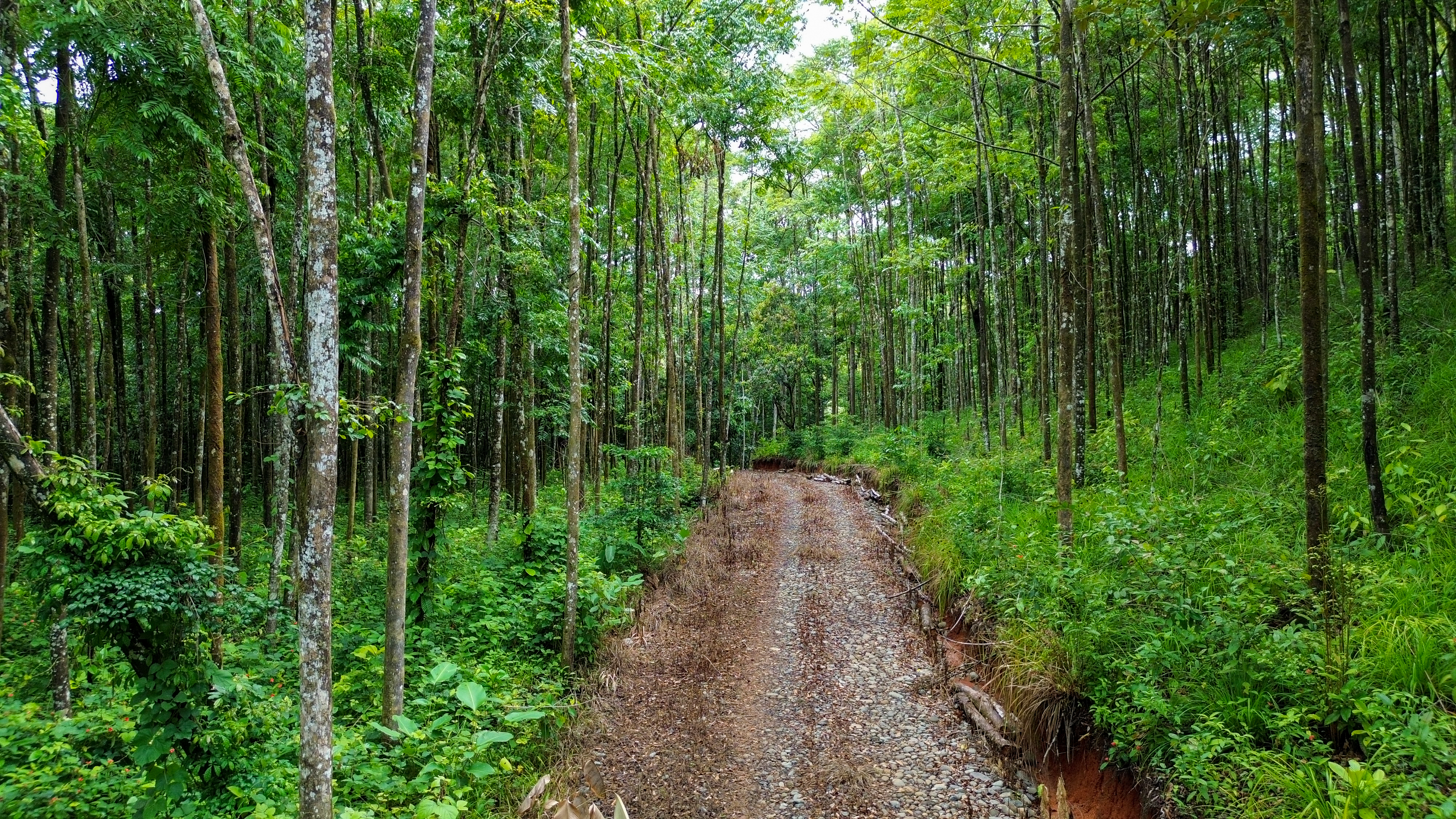 0 bed Land For Sale in Perez Zeledon, San Jose - thumb 10