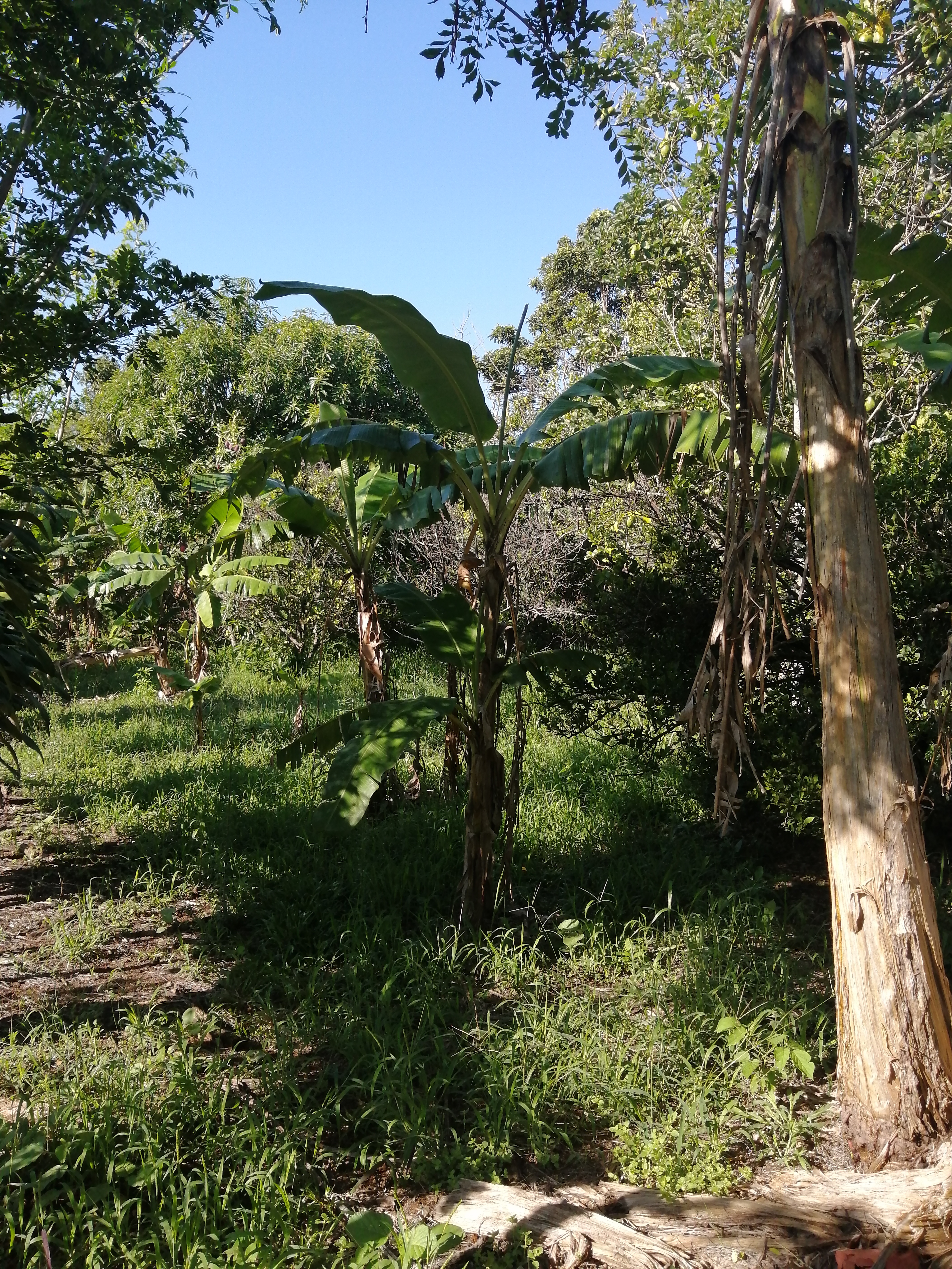 0 bed Land For Sale in Atenas, Alajuela - thumb 8