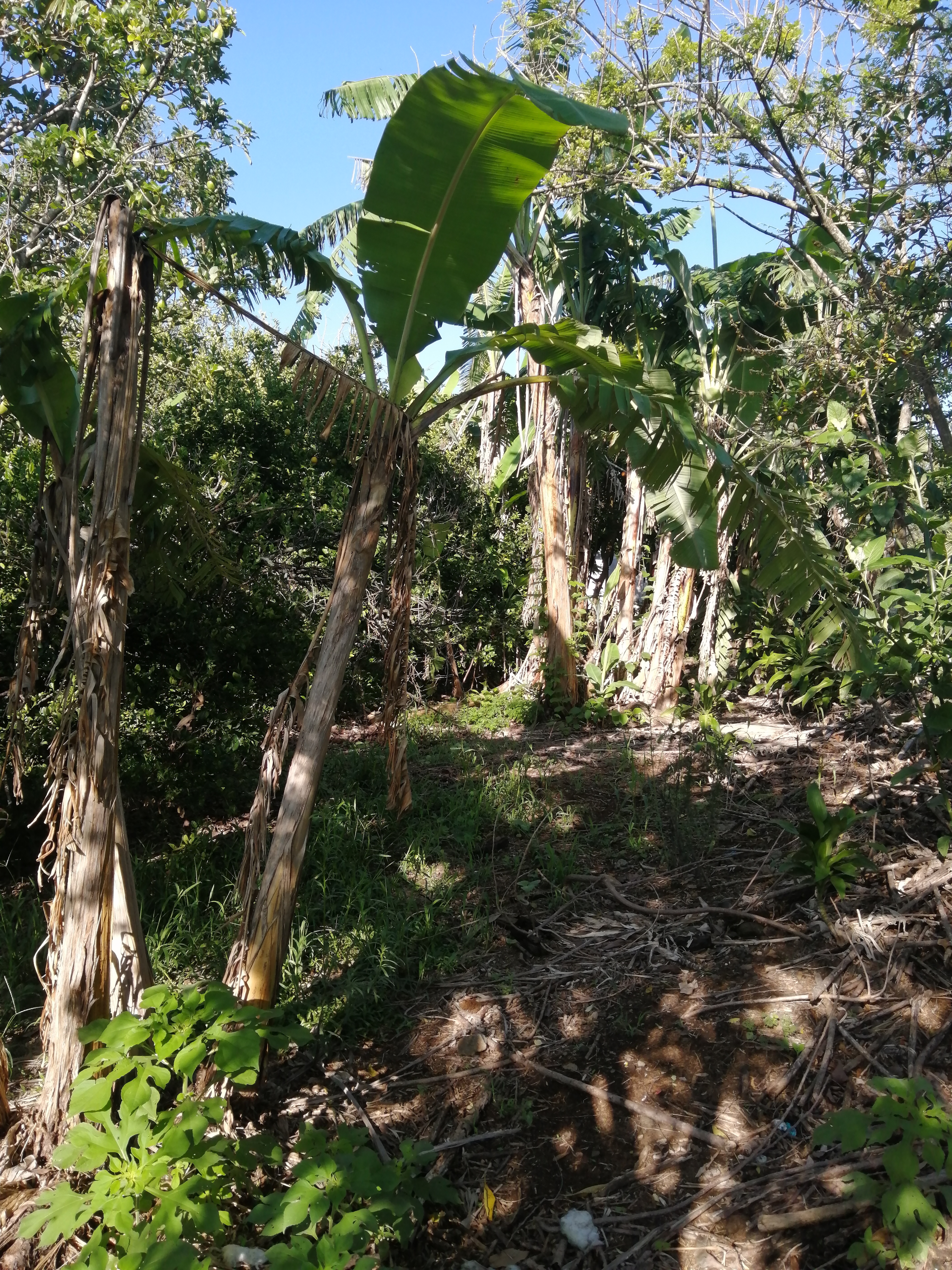 0 bed Land For Sale in Atenas, Alajuela - thumb 9