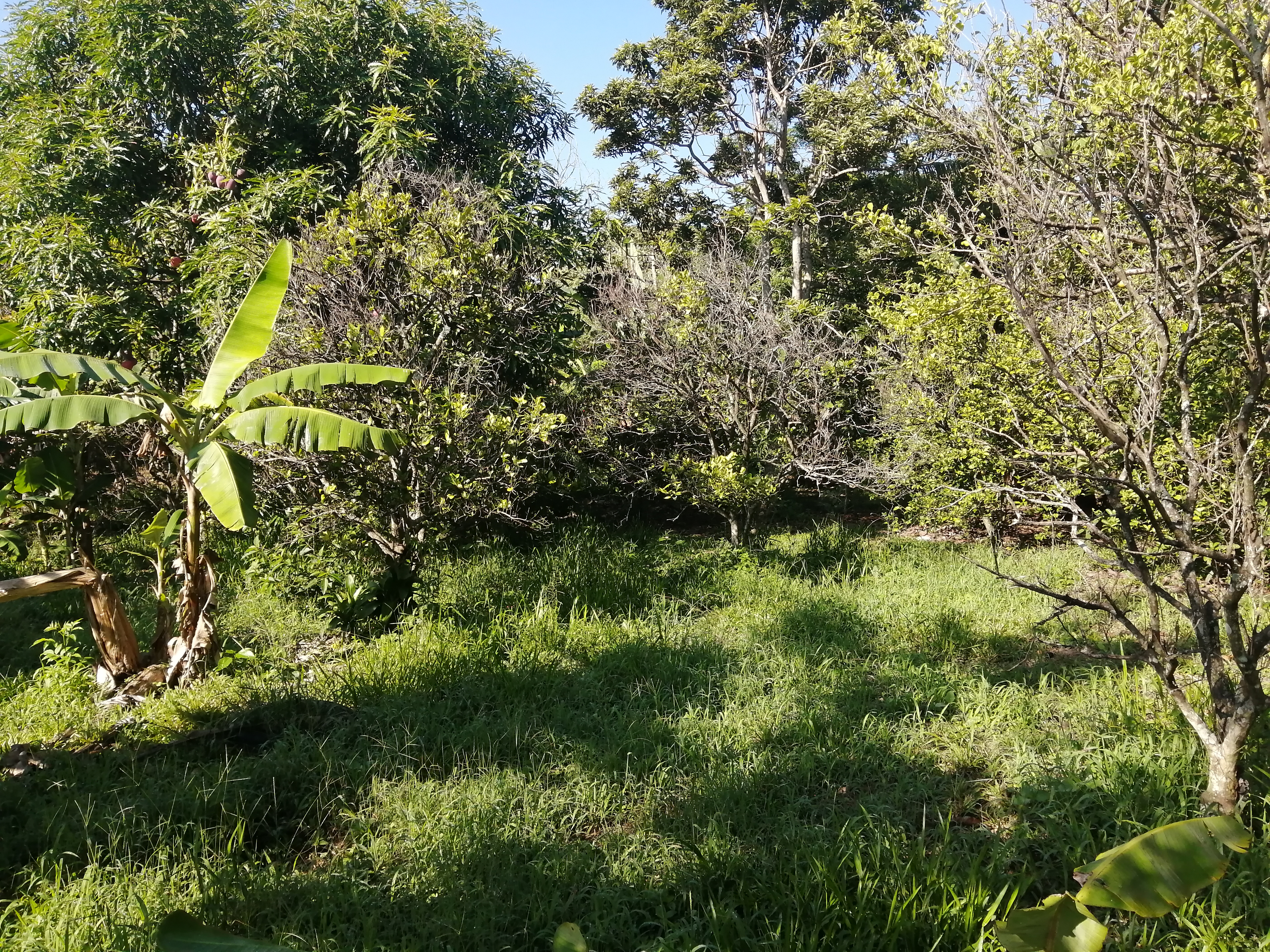 0 bed Land For Sale in Atenas, Alajuela - thumb 7