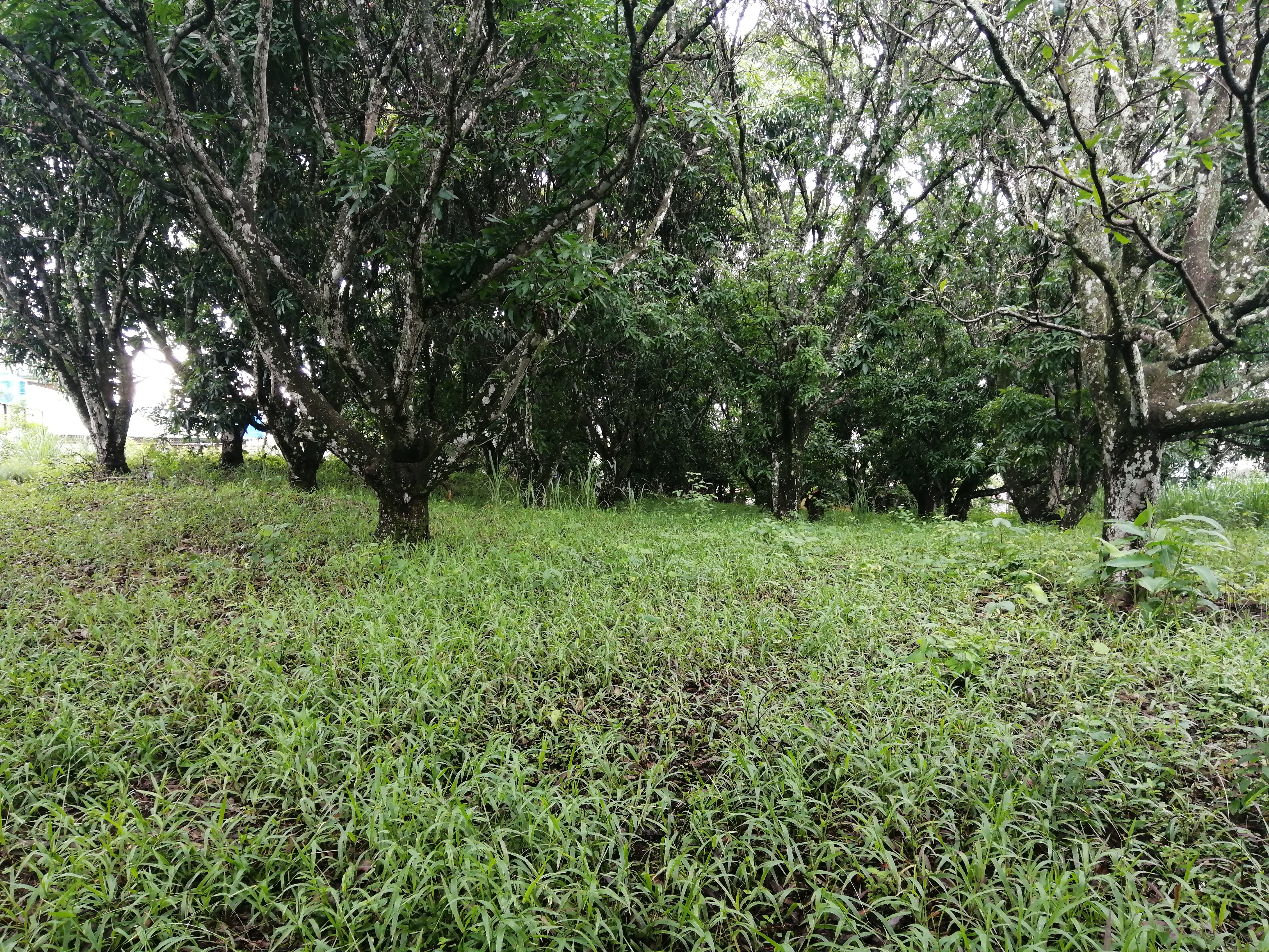 8 bed Commercial For Sale in Atenas, Alajuela - thumb 18