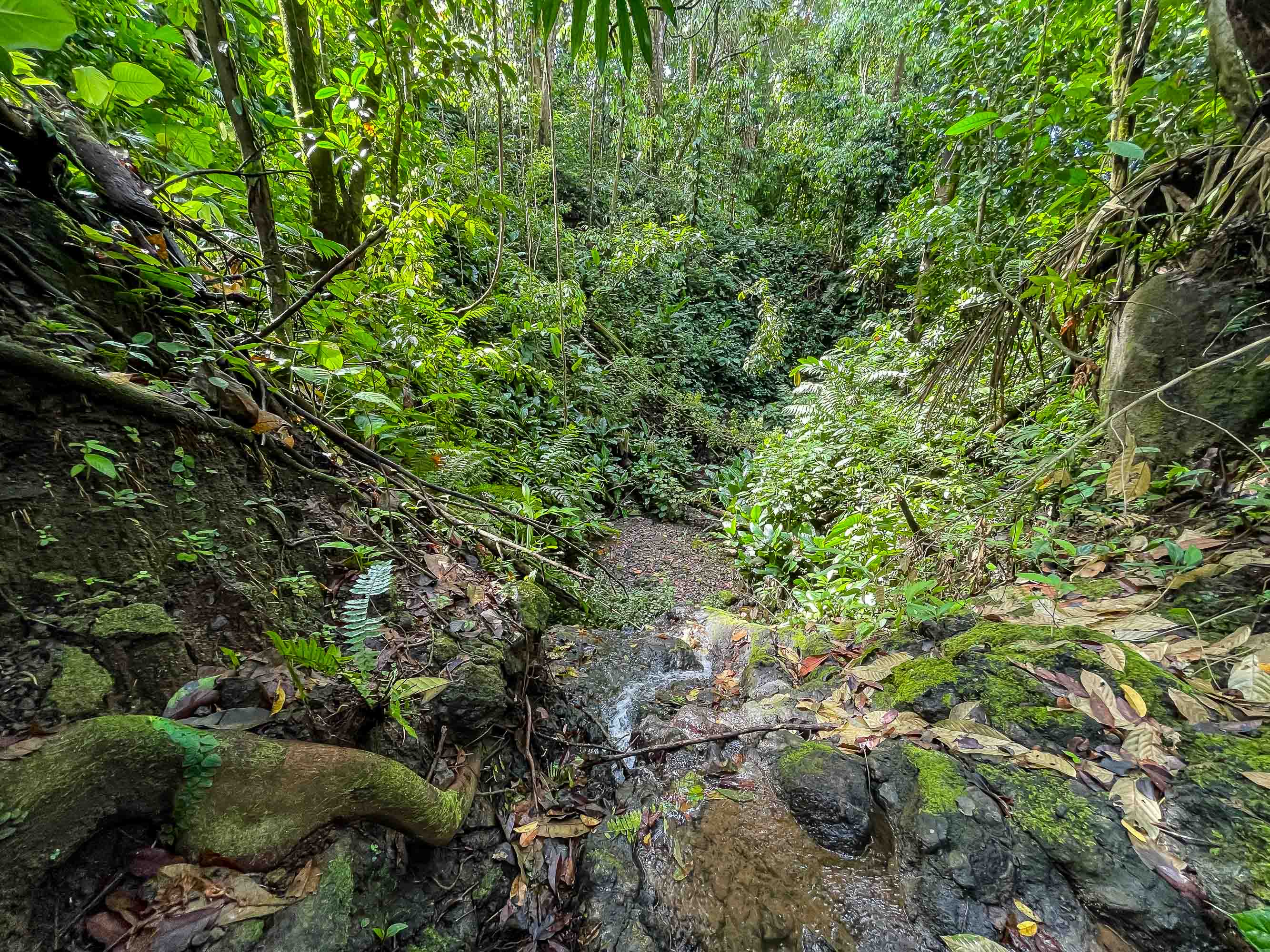 0 bed Land For Sale in Quepos, Puntarenas - thumb 11