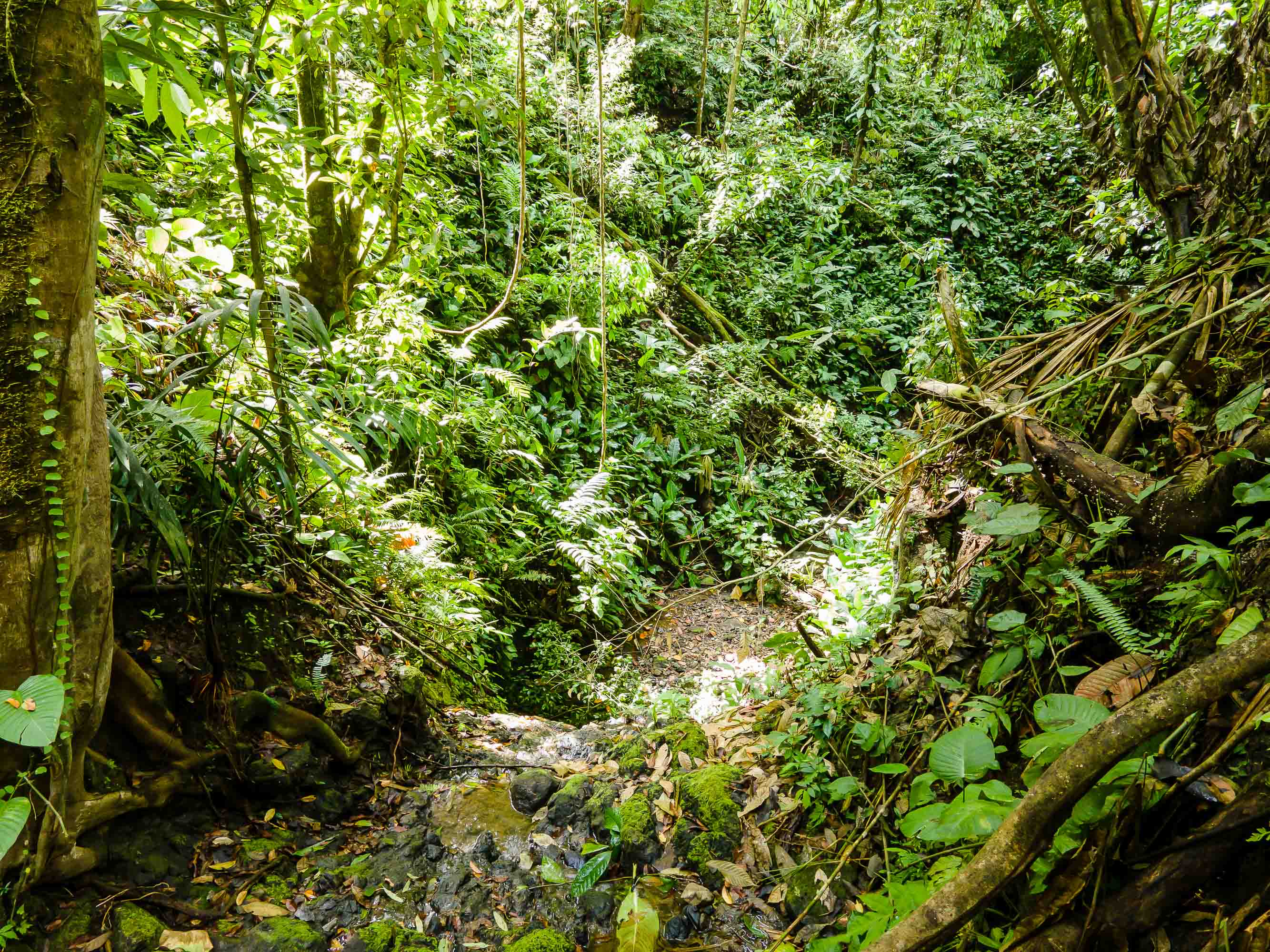 0 bed Land For Sale in Quepos, Puntarenas - thumb 14