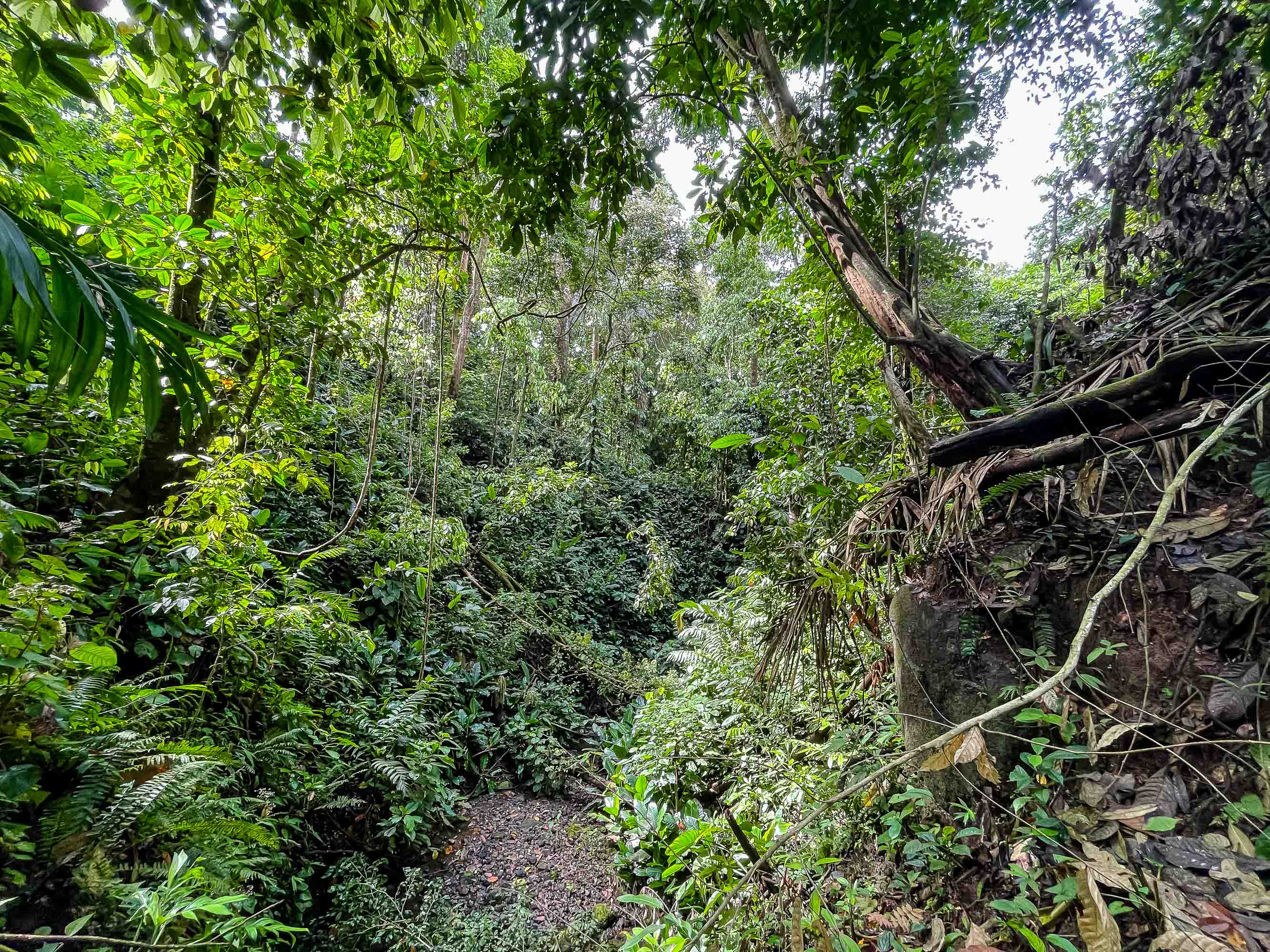 0 bed Land For Sale in Quepos, Puntarenas - thumb 12