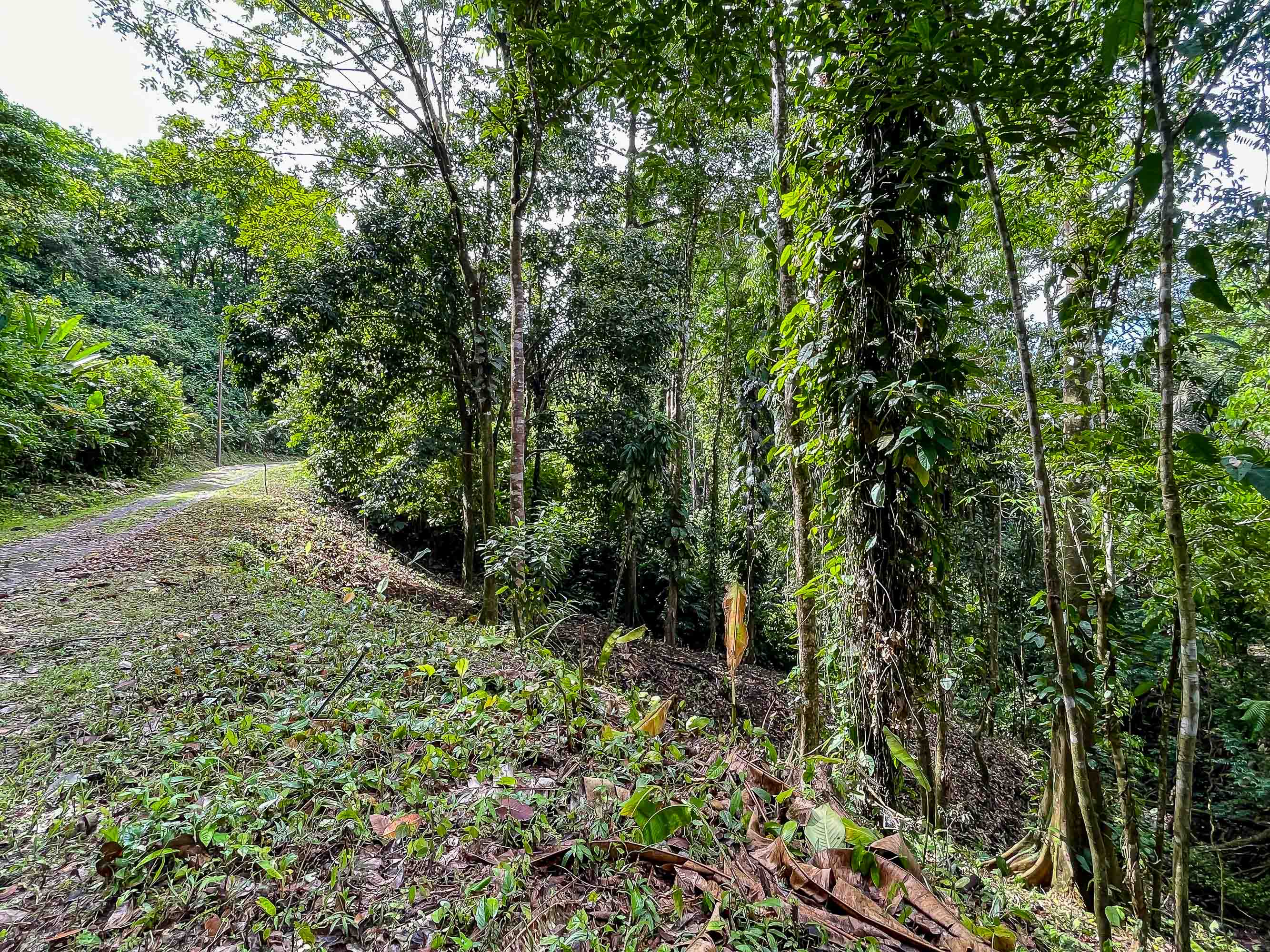 0 bed Land For Sale in Quepos, Puntarenas - thumb 7