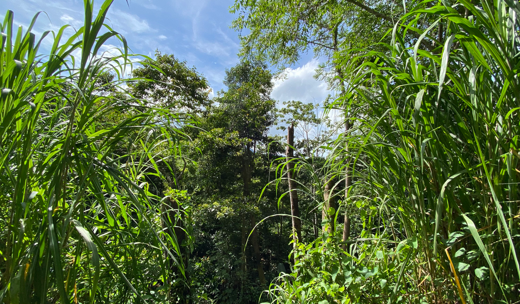 0 bed Land For Sale in Dominical, Puntarenas - thumb 9