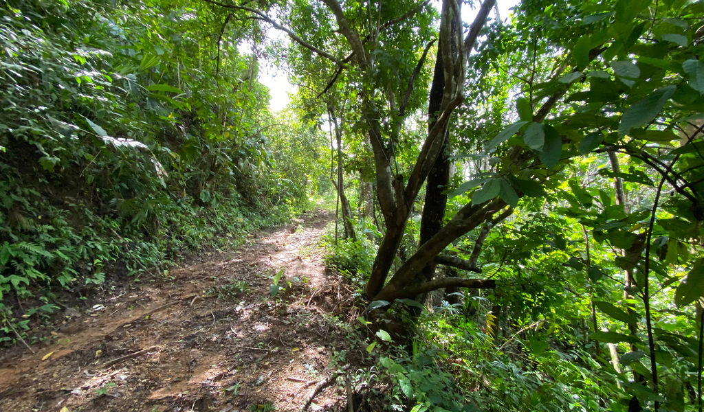 0 bed Land For Sale in Dominical, Puntarenas - thumb 11