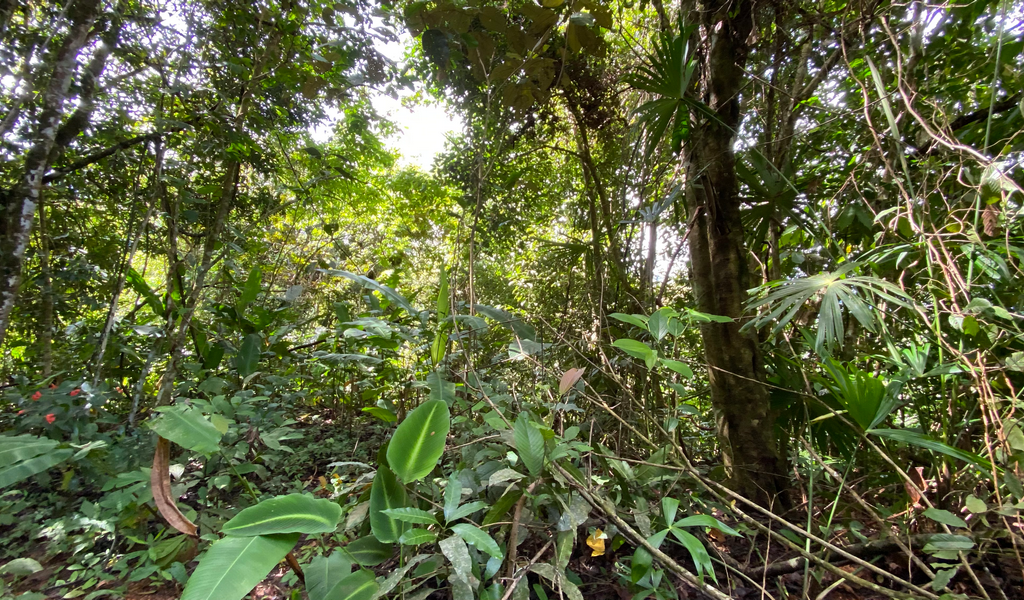 0 bed Land For Sale in Dominical, Puntarenas - thumb 13