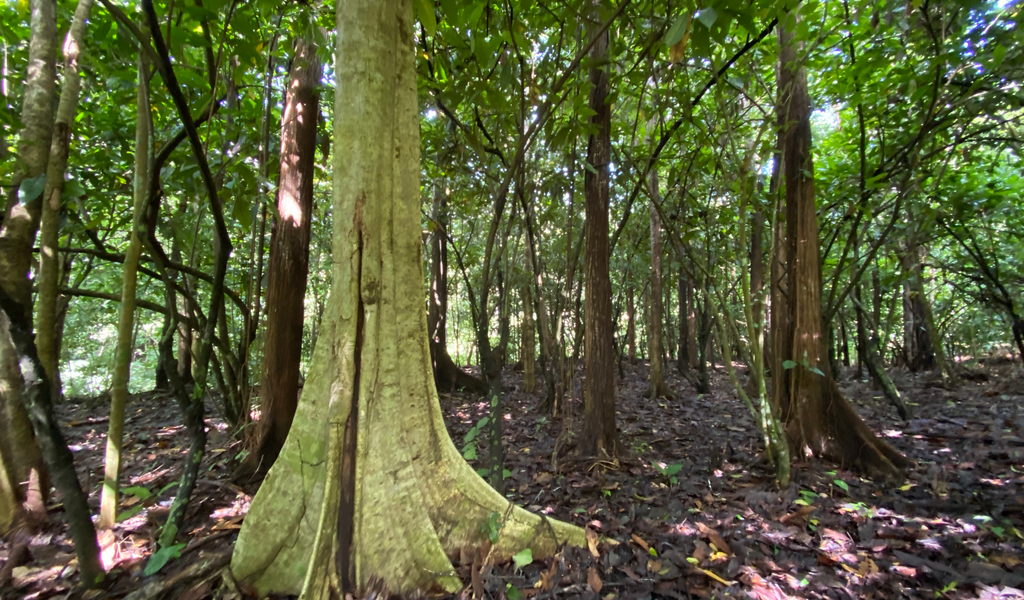 0 bed Land For Sale in Dominical, Puntarenas - thumb 1