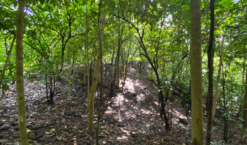 0 bed Land For Sale in Dominical, Puntarenas - thumb 7