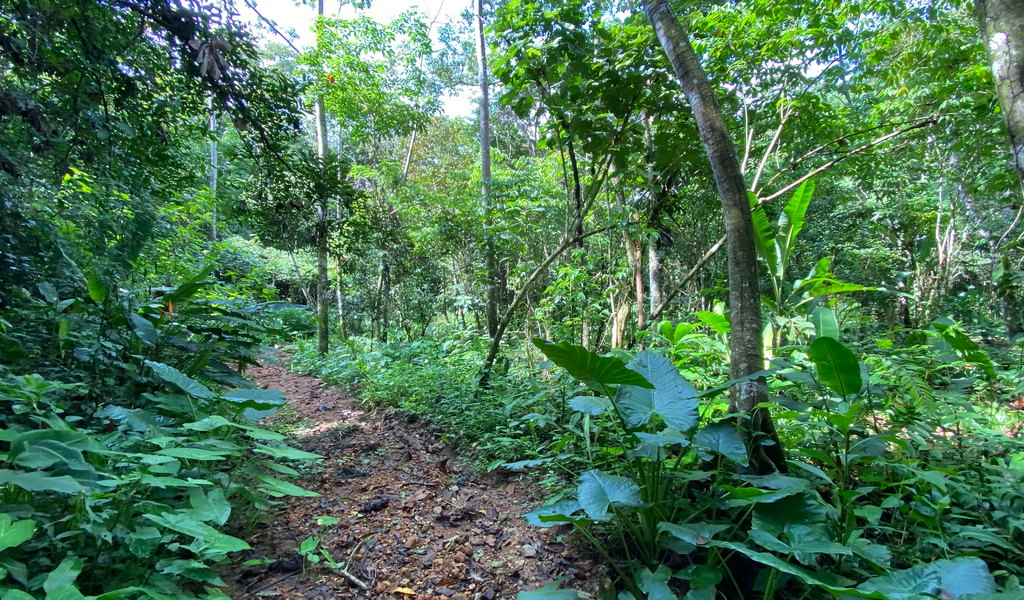 0 bed Land For Sale in Dominical, Puntarenas - thumb 2