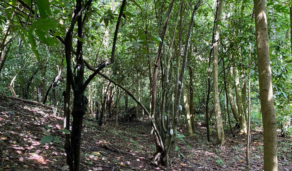 0 bed Land For Sale in Dominical, Puntarenas - thumb 4